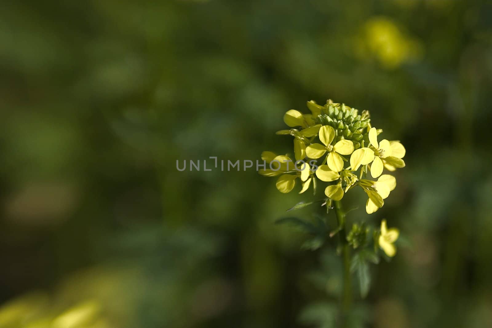 beautiful effect of blurred background lensbaby 