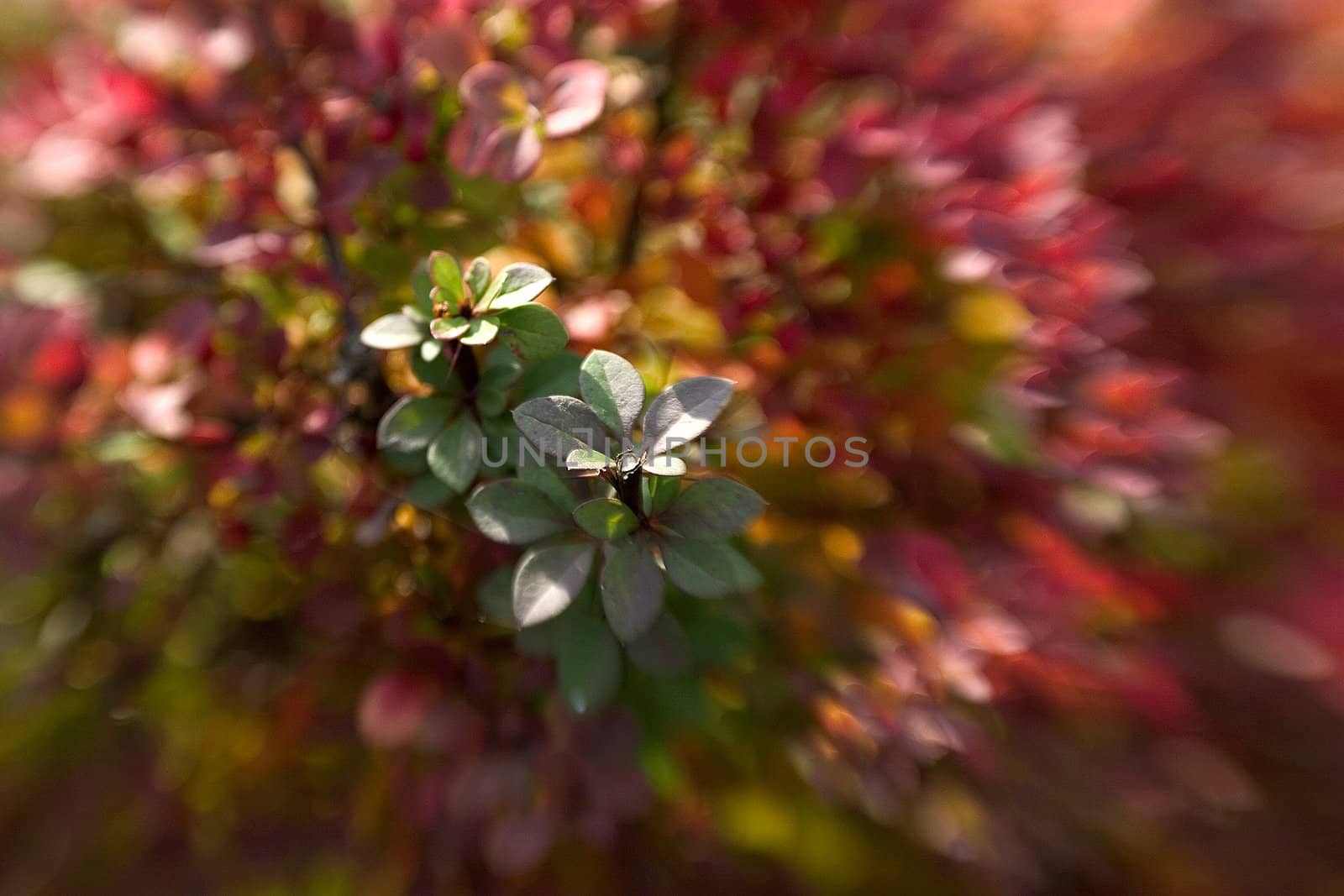 beautiful color effect of the blurred background lensbaby 