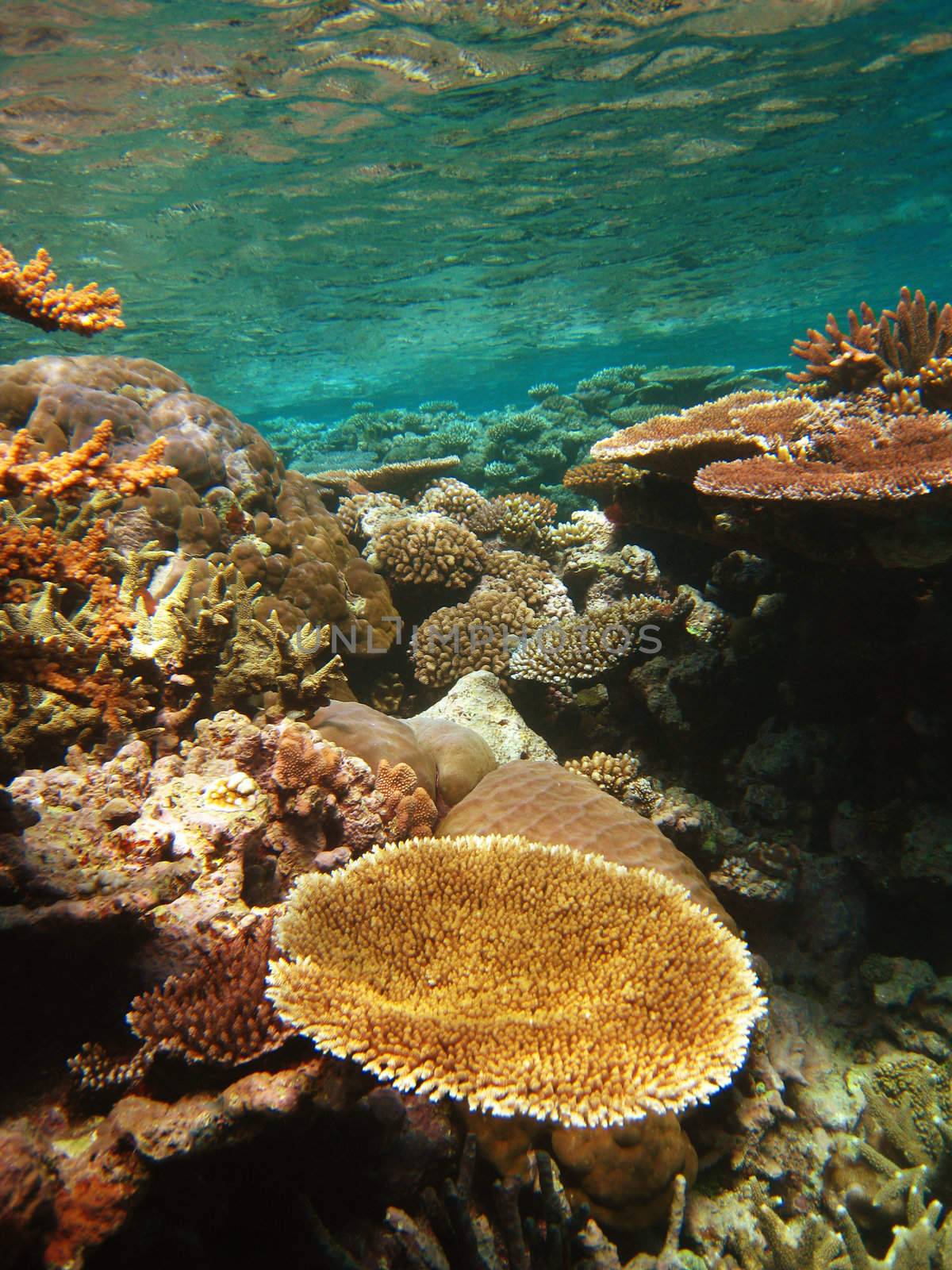 Underwater Scene of Great Barrier Reef in Queensland, Australia