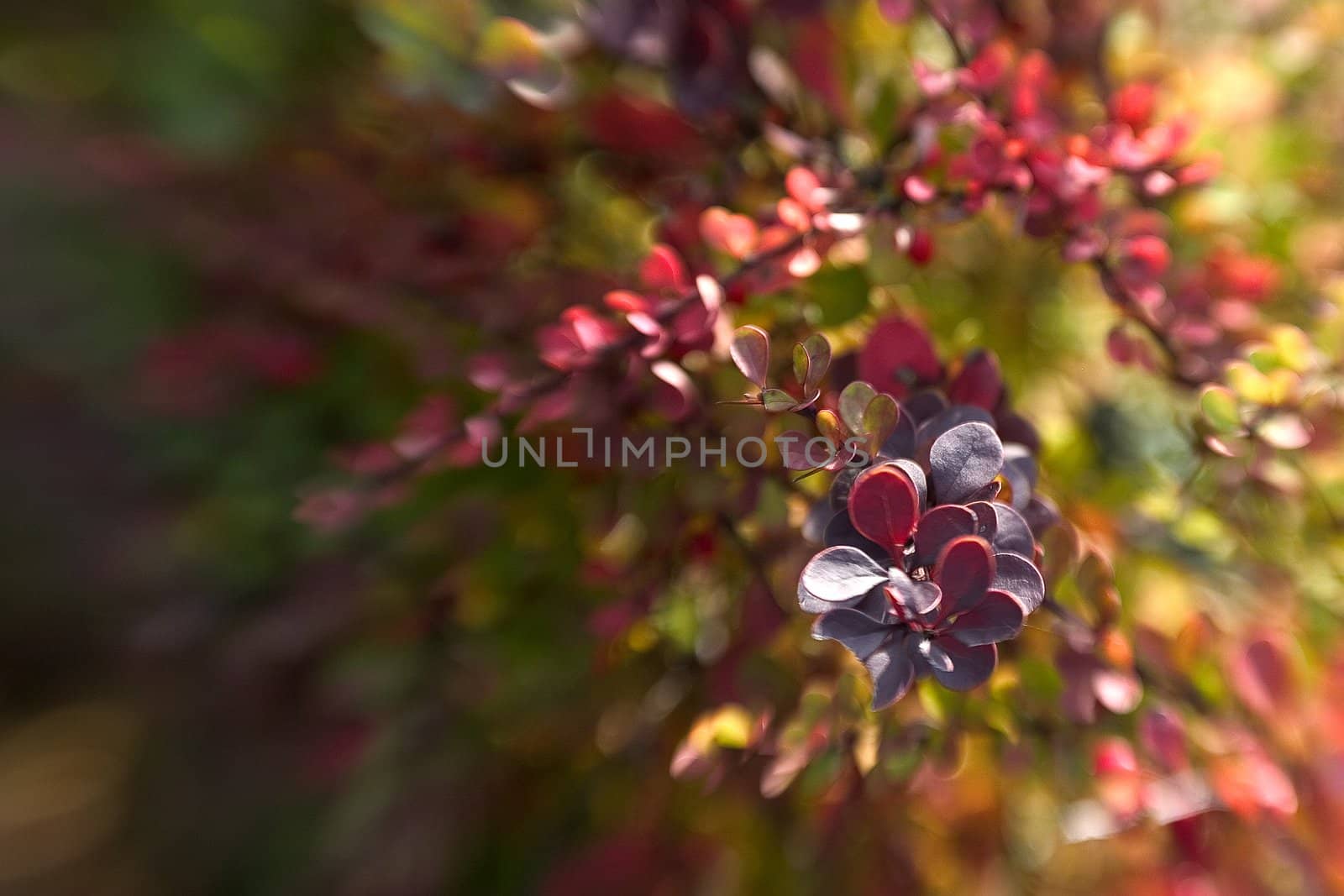 beautiful color effect of the blurred background lensbaby 