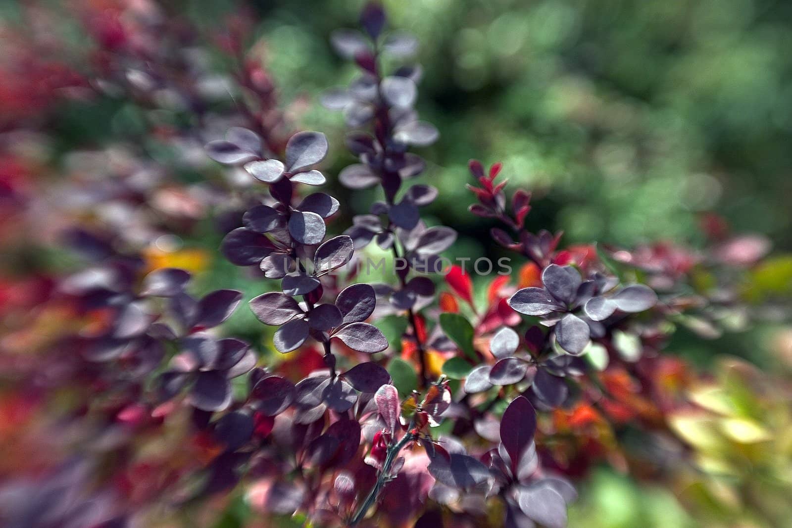 beautiful color effect of the blurred background lensbaby 