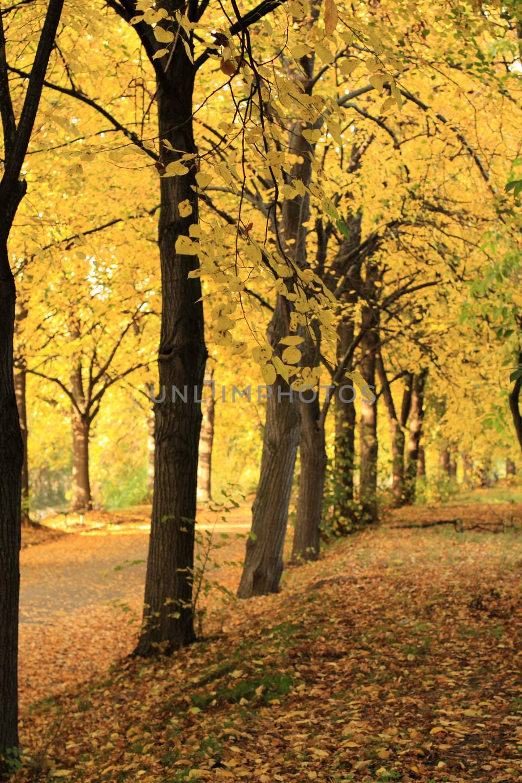 Golden autumn in the poplar alley.