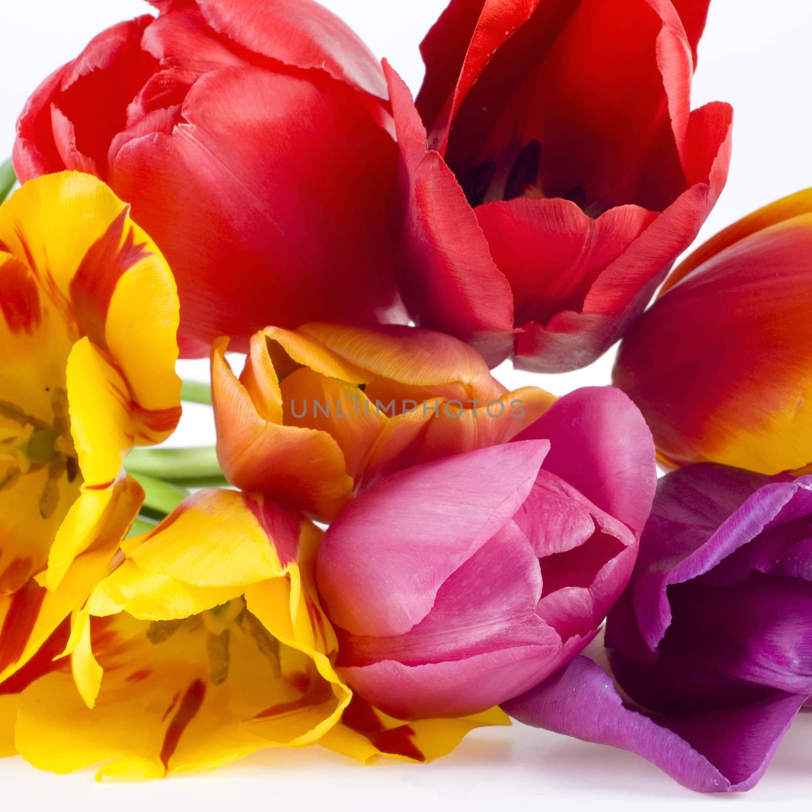 a close-up of colorful tulips on white