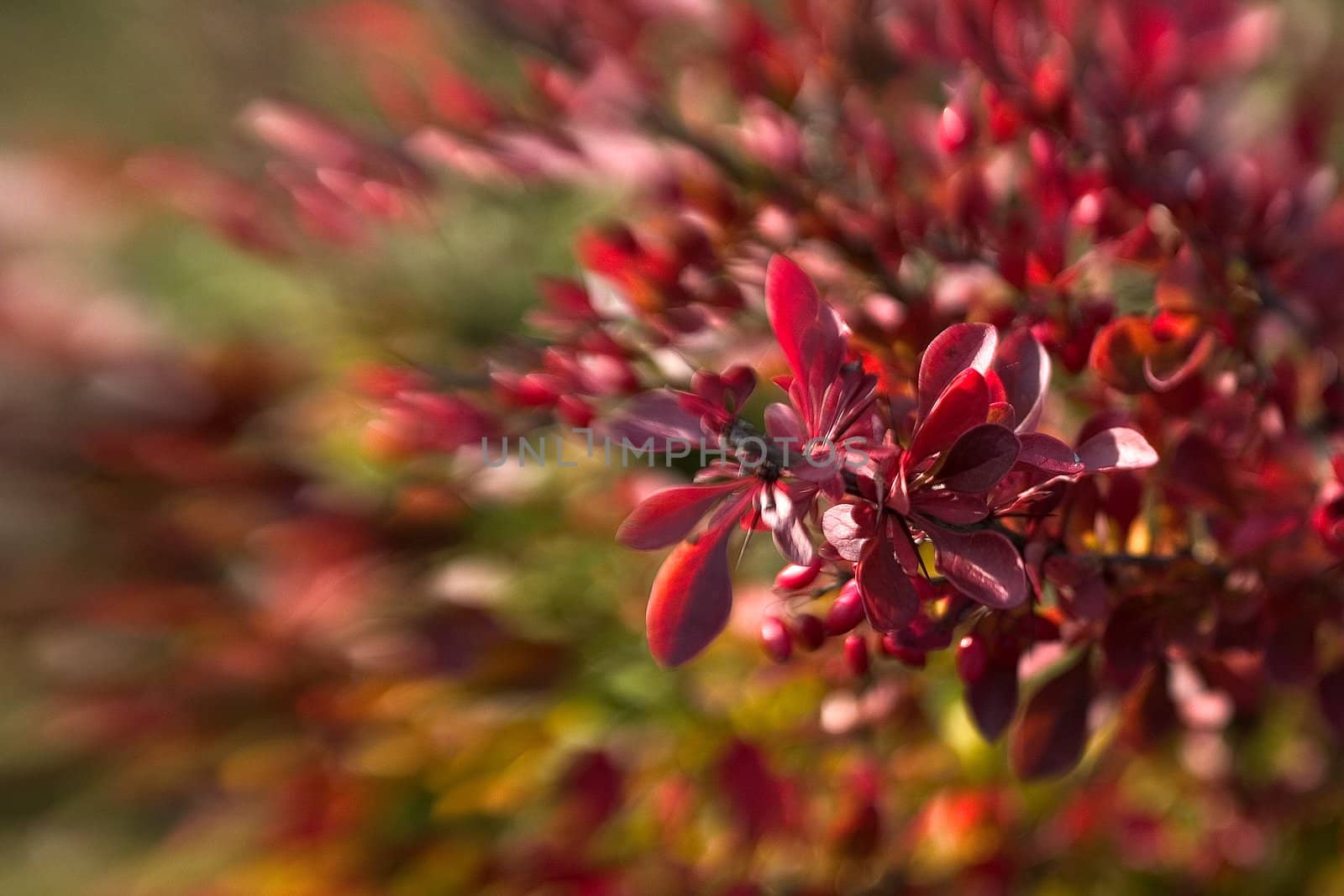 beautiful color effect of the blurred background lensbaby