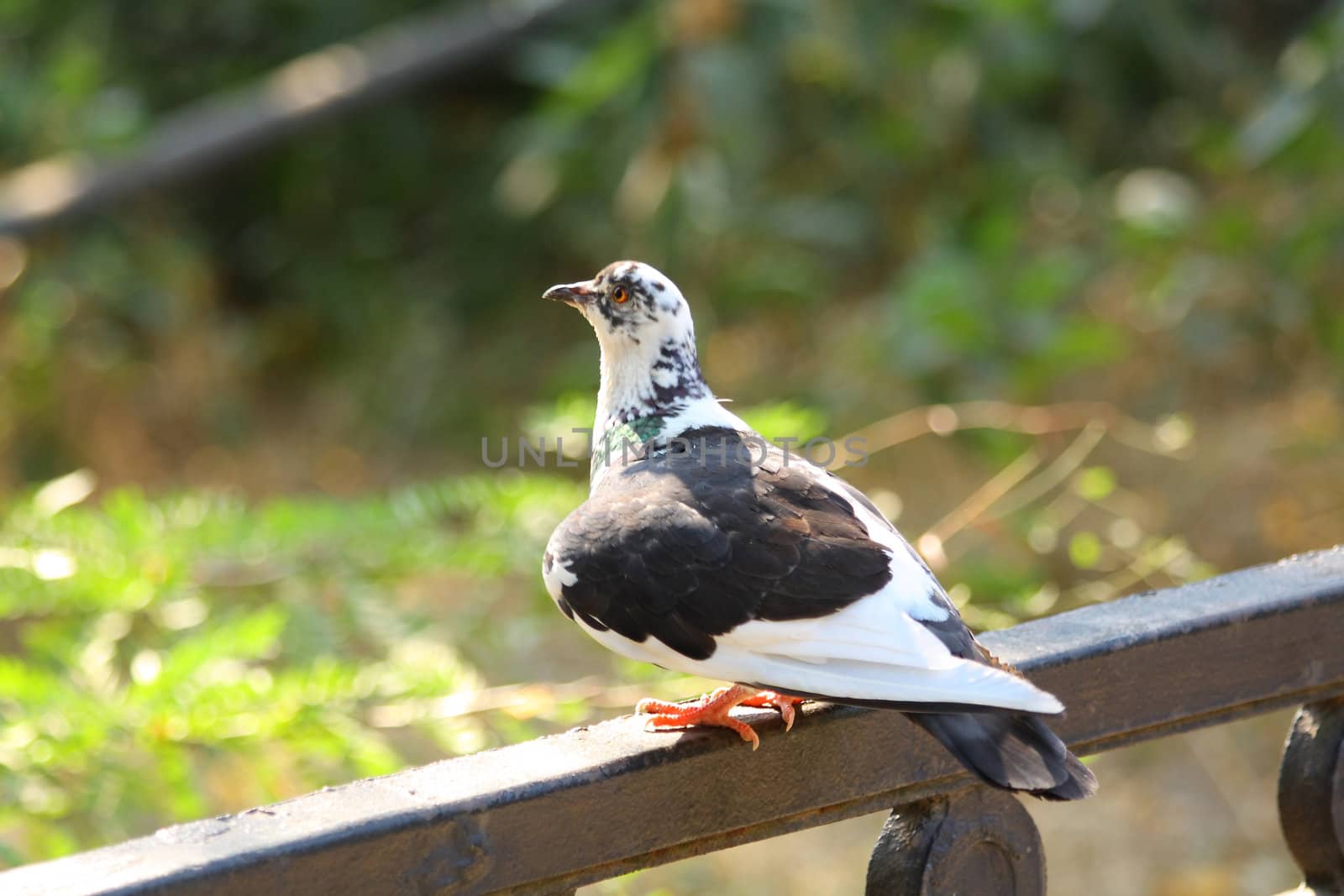 Pigeon is about to fly away. Close up.