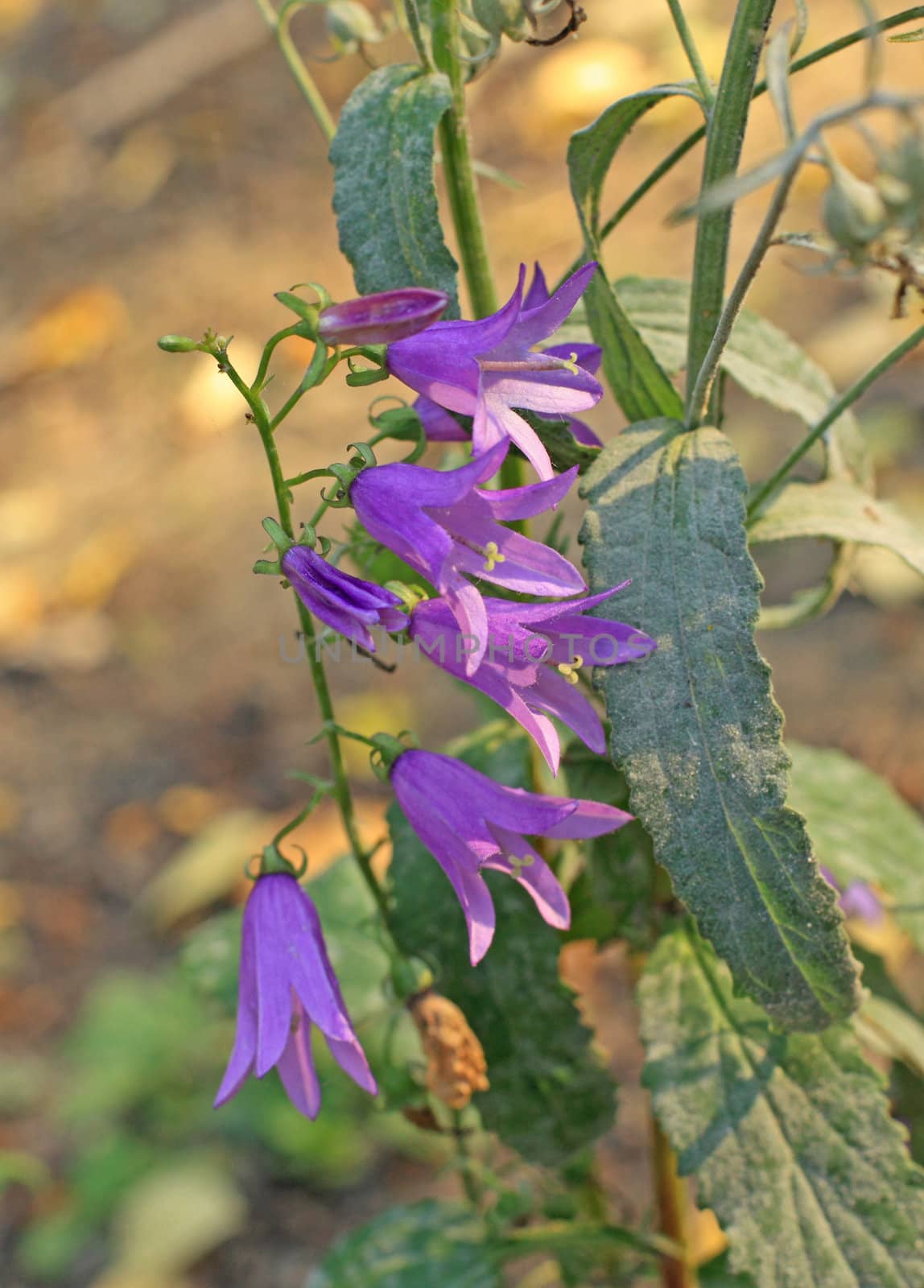 Close up of the bluebells. October. Background.