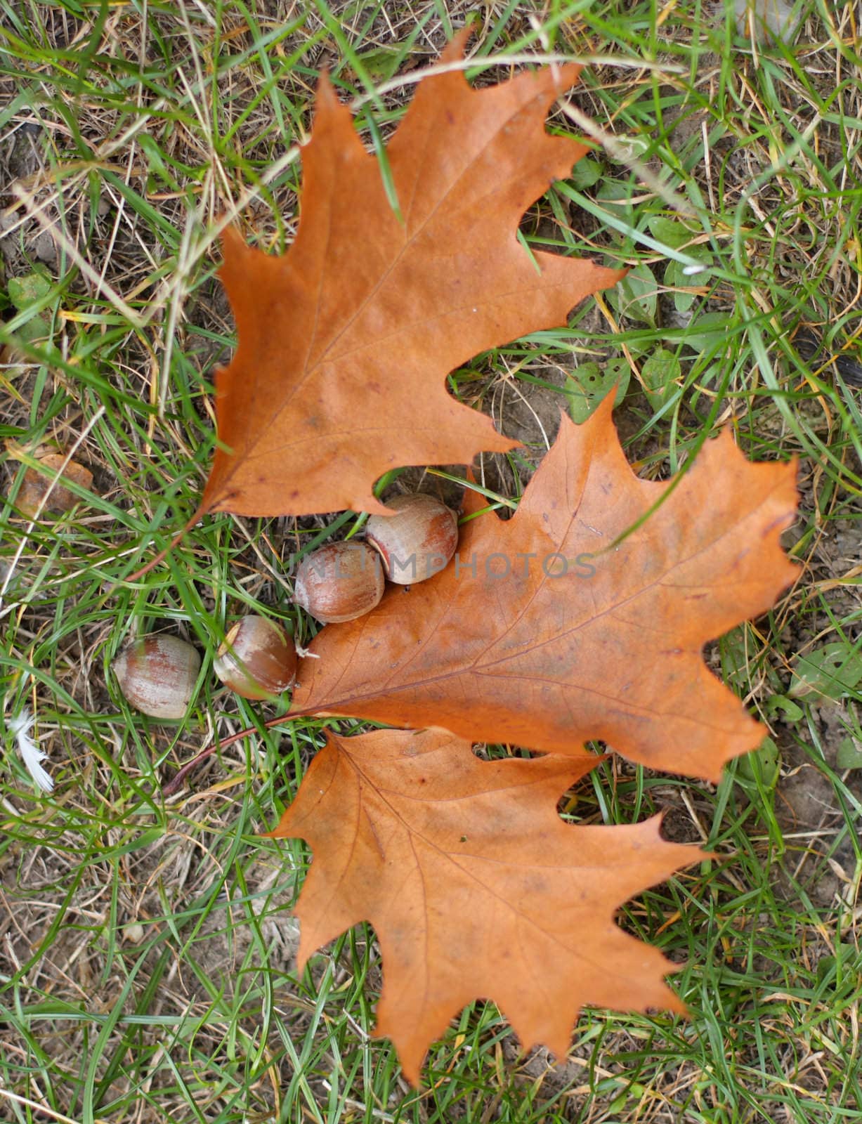 Close up of the dry oak leaves and acorns