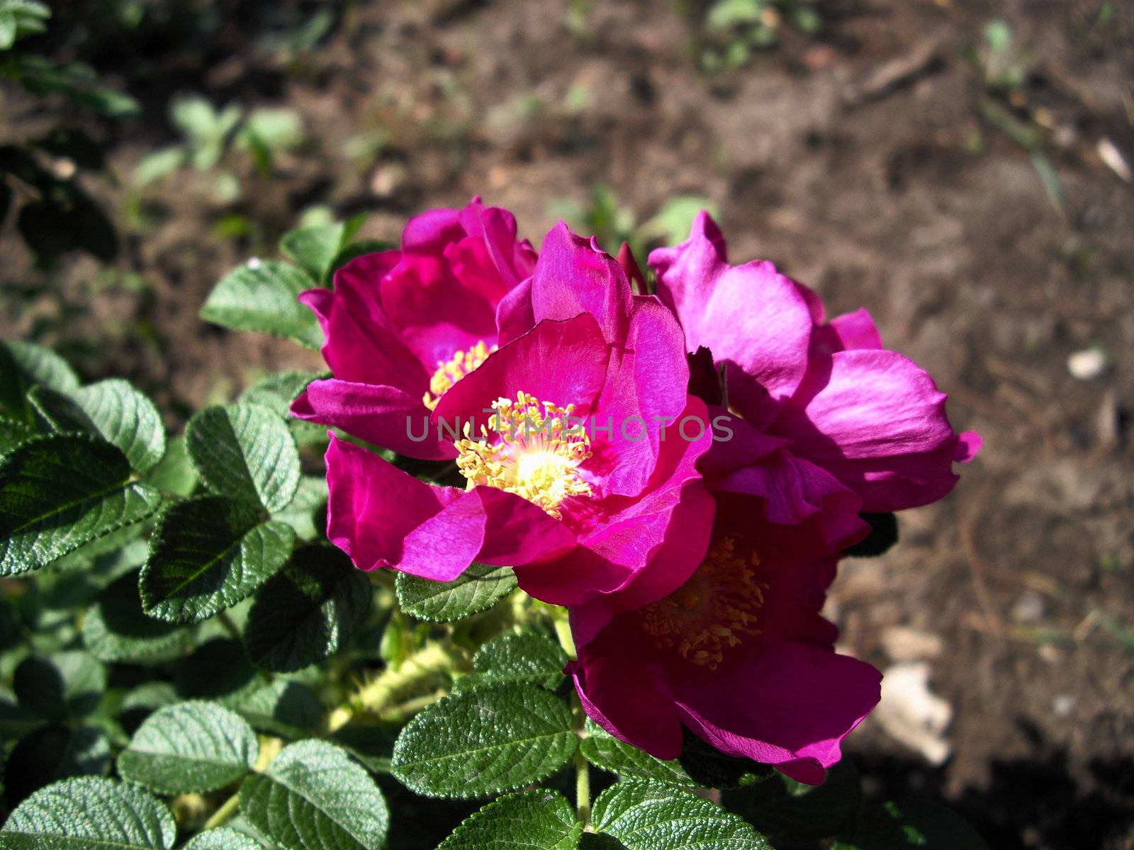 the flowers on the bush of dogrose