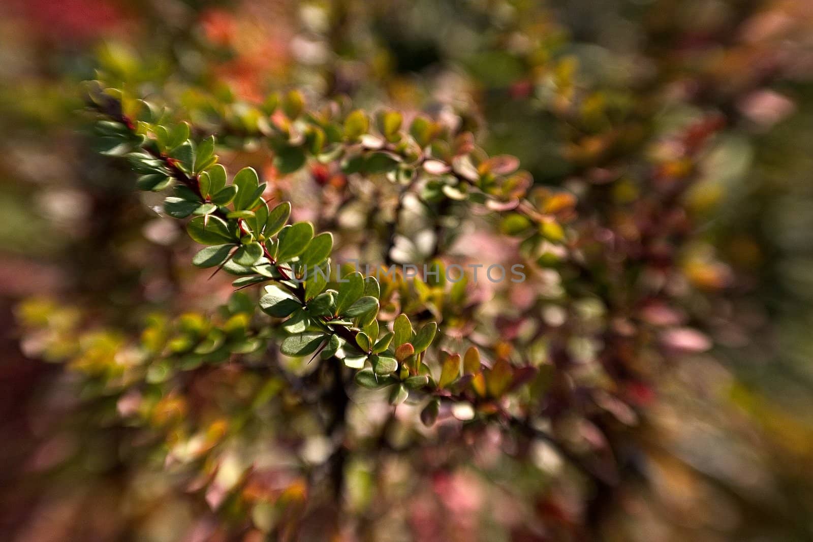 beautiful color effect of the blurred background lensbaby 

