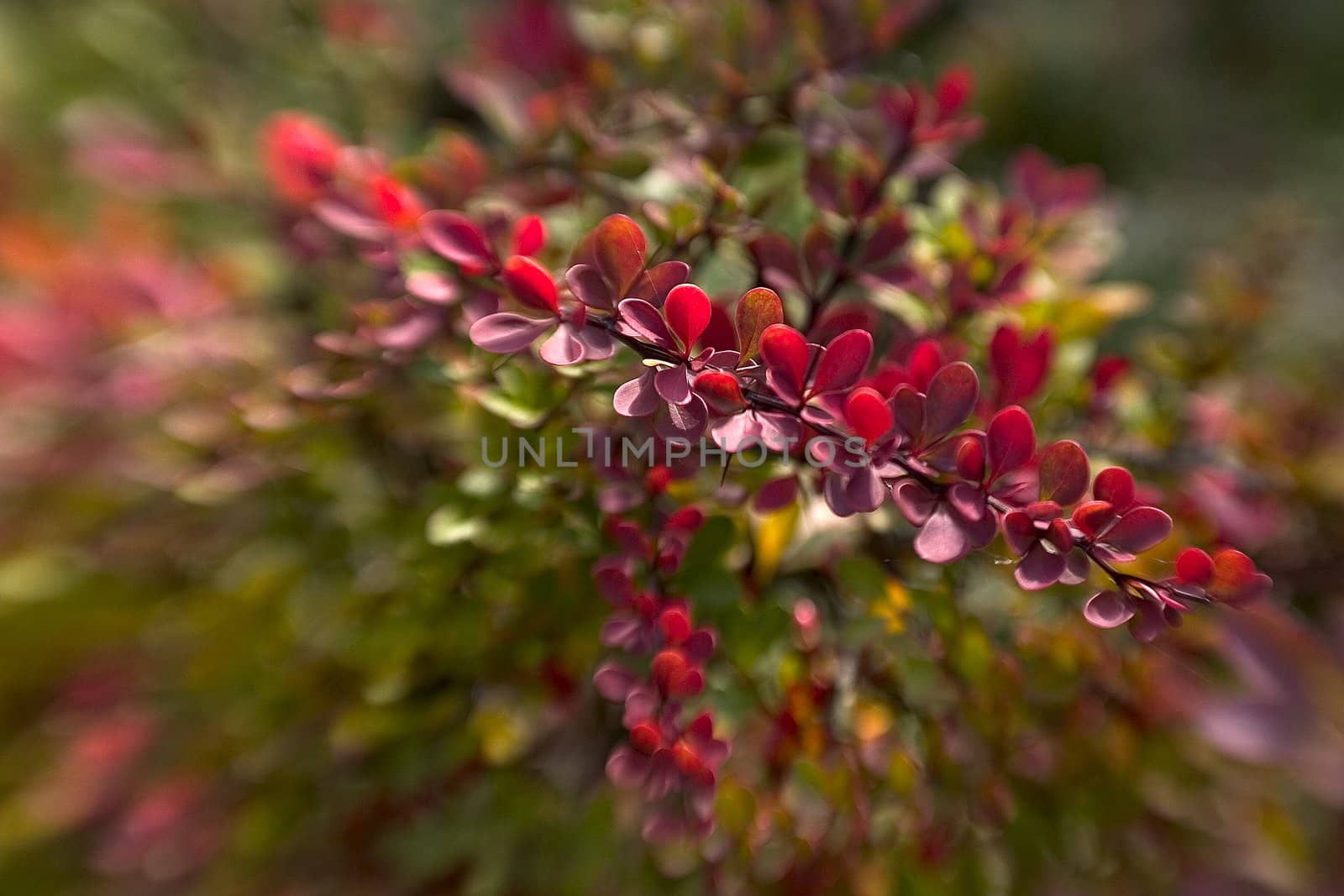 beautiful color effect of the blurred background lensbaby 

