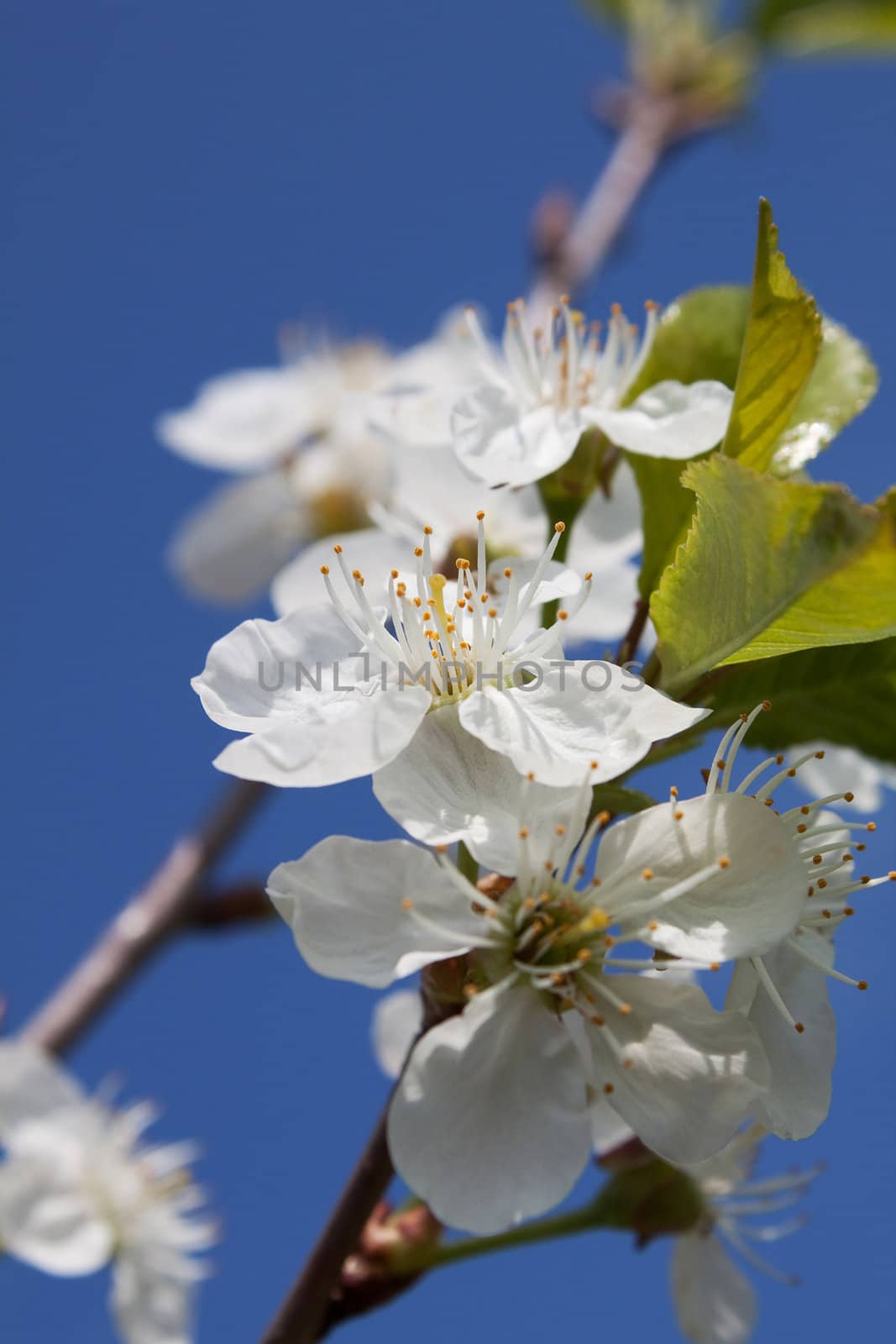 White Cherry Flowers on the sky background