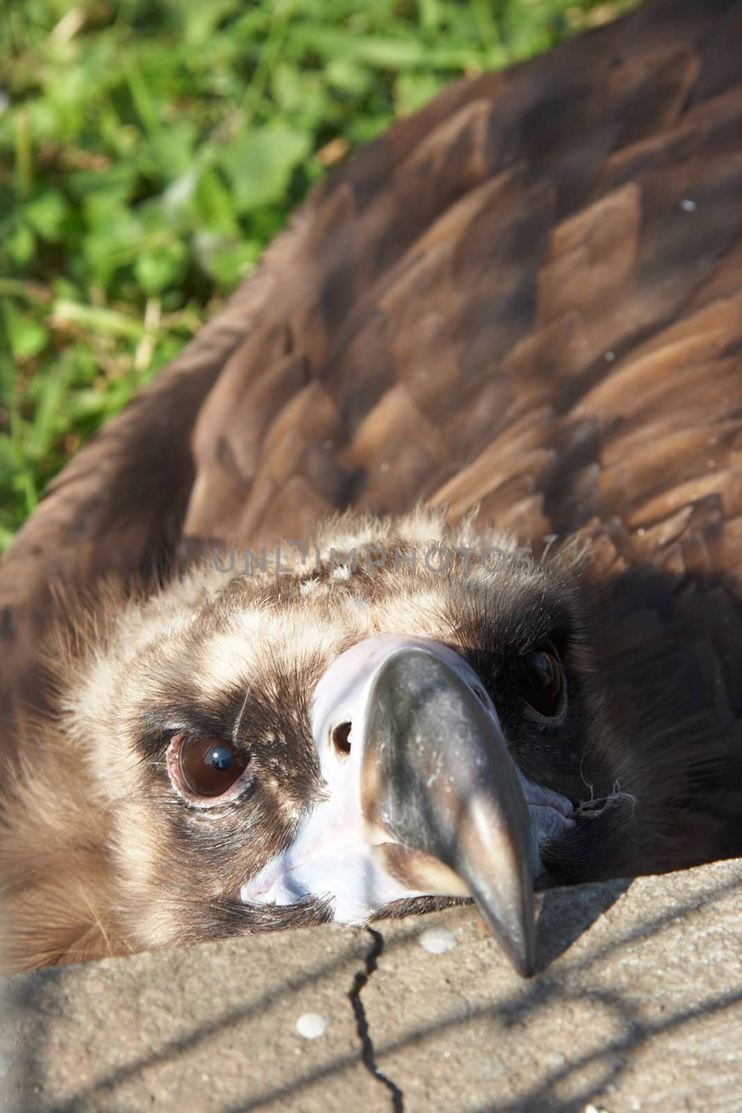Close-up image of Eurasian Black Vulture (Aegypius Monachus). Also known as Monk or Cinereous Vulture.