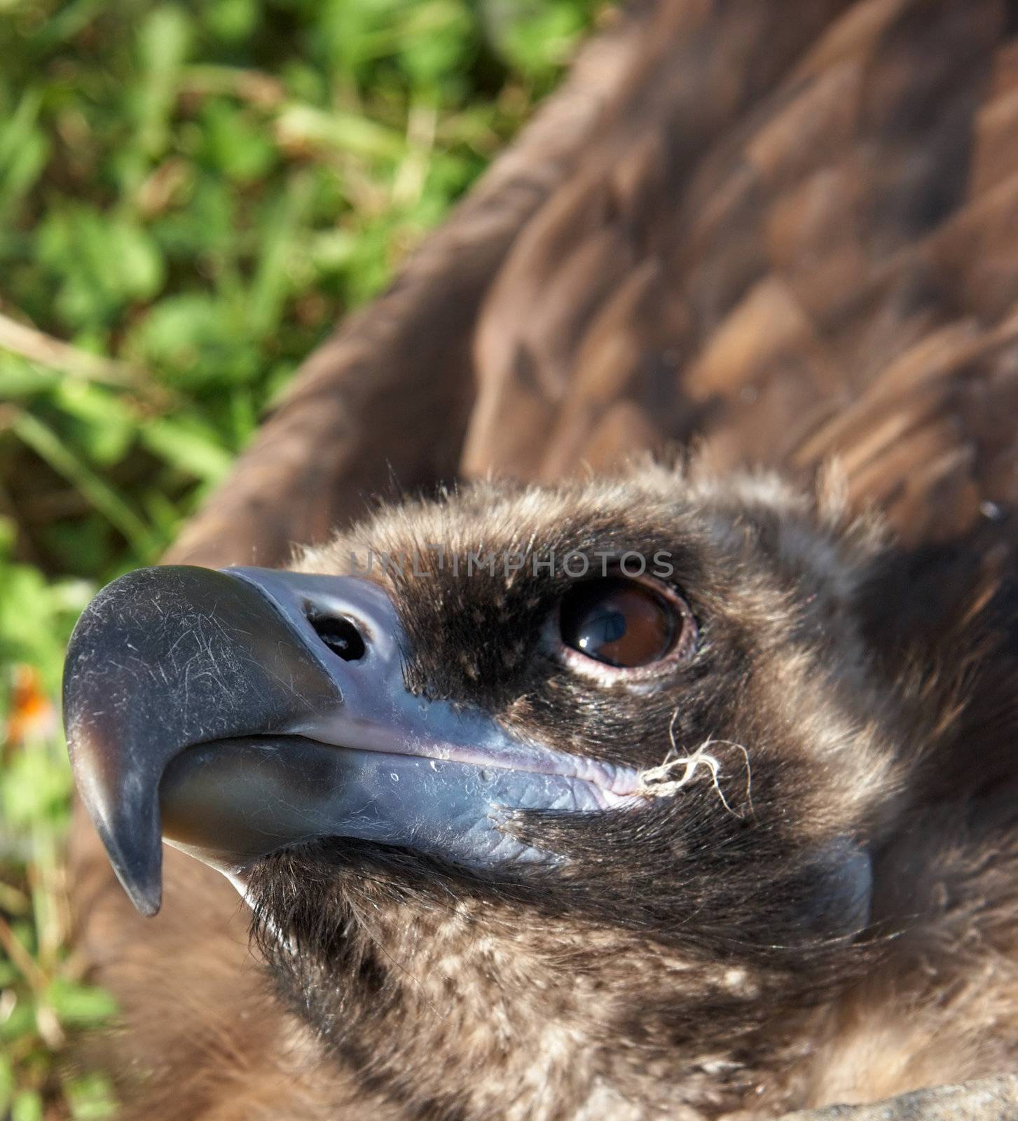 Close-up image of Eurasian Black Vulture (Aegypius Monachus). Also known as Monk or Cinereous Vulture.