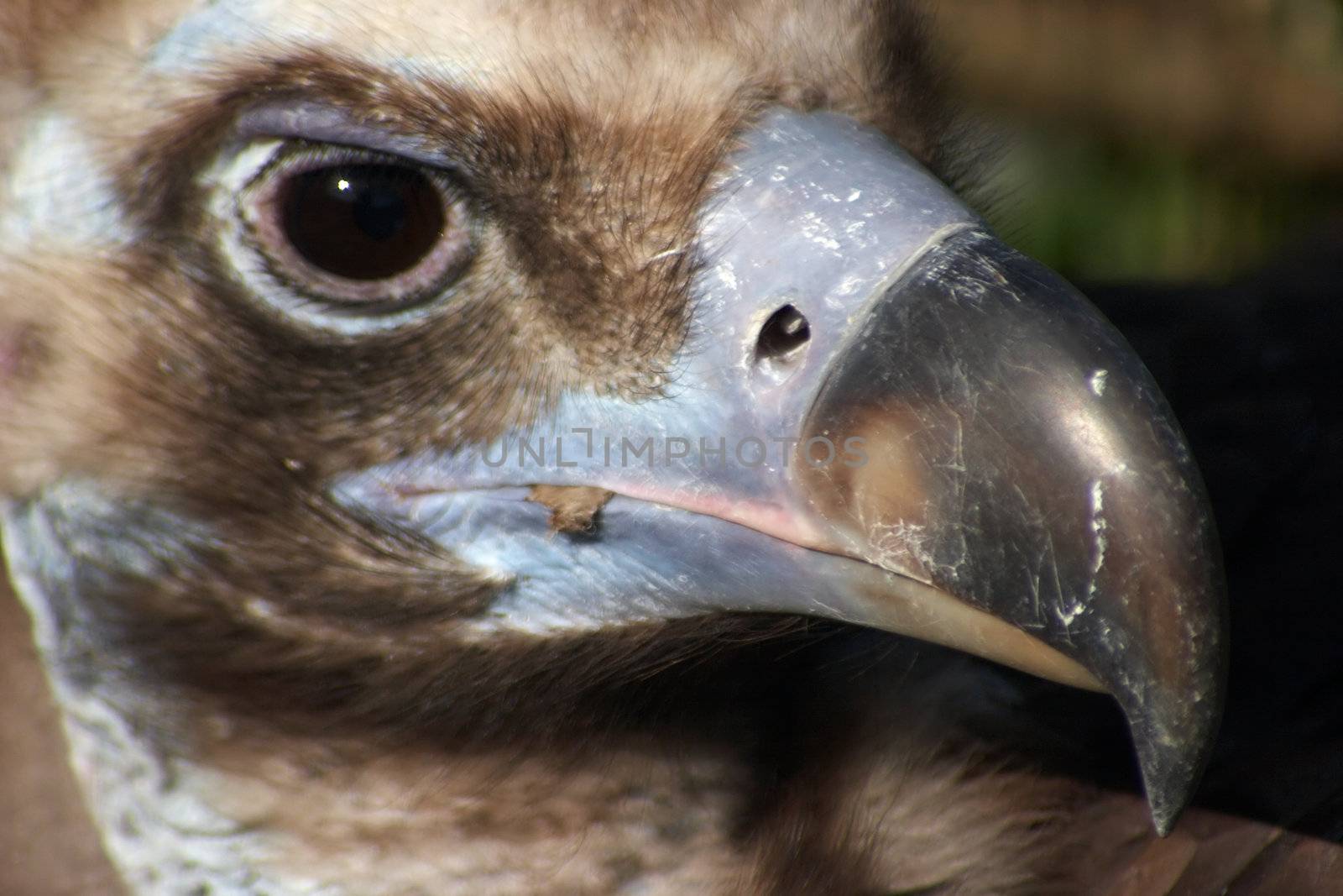 Close-up image of Eurasian Black Vulture (Aegypius Monachus). Also known as Monk or Cinereous Vulture.