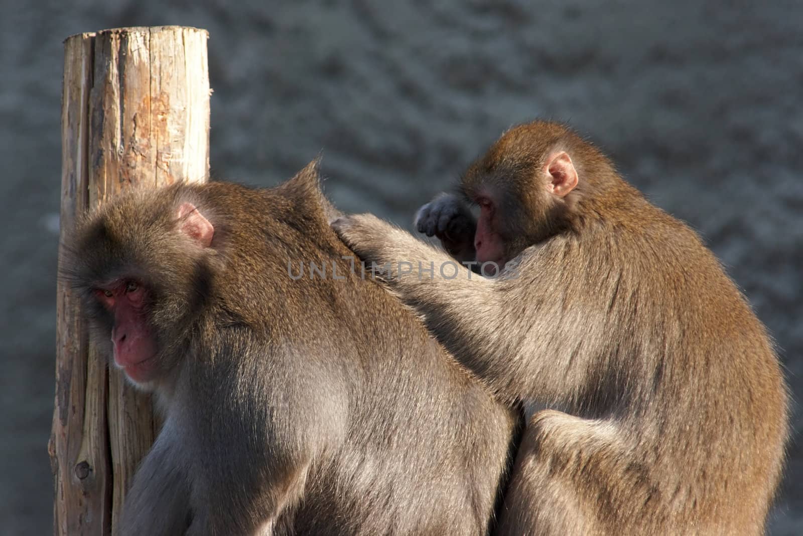 One monkey grooming another by azotov