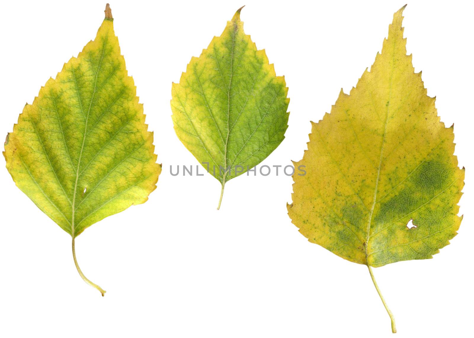 Autumn leaves of a birch on a white background. Images contain clipping puths.