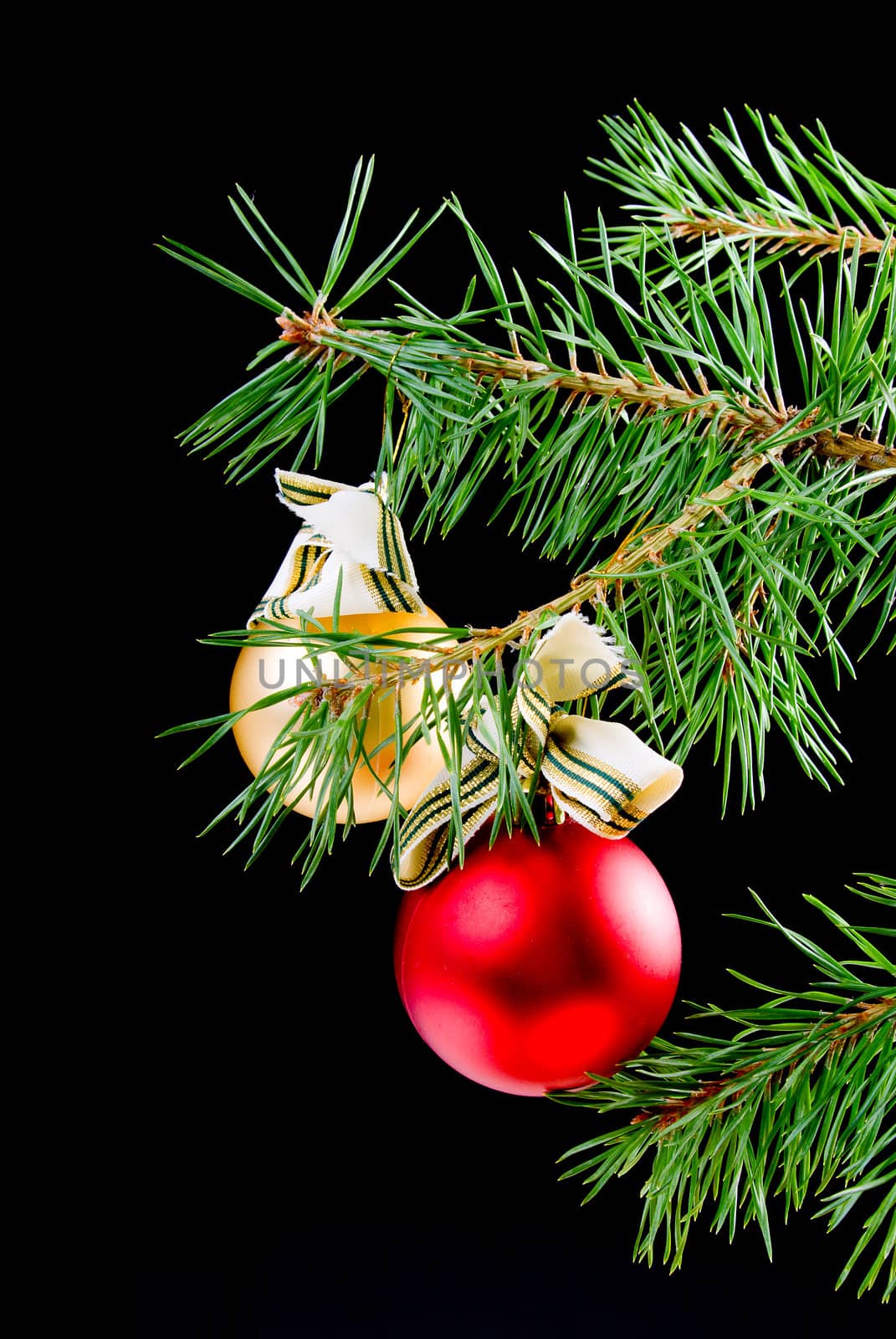 coniferous branch on dark background with toy cristmas