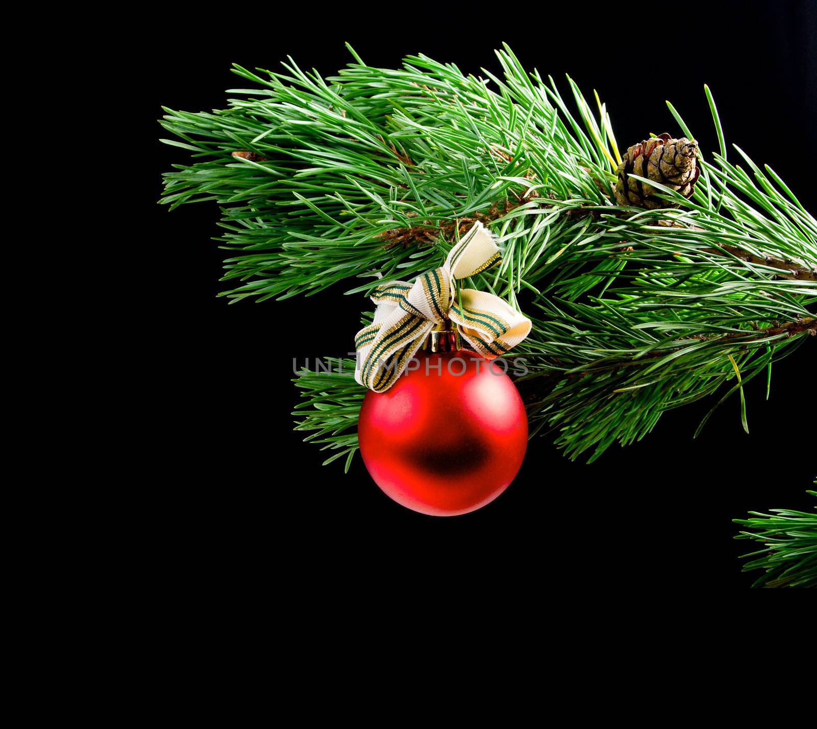 Christmas bauble  on background of the fur branches