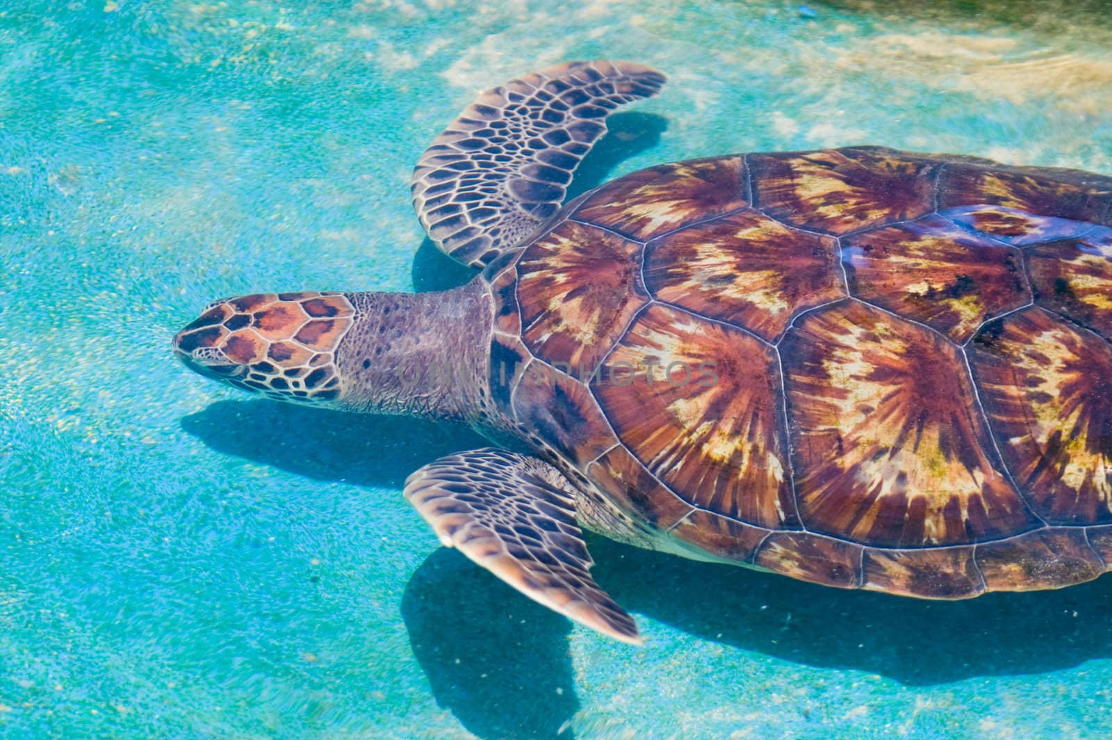 swimming sea turtle swimming sea turtle by karinclaus