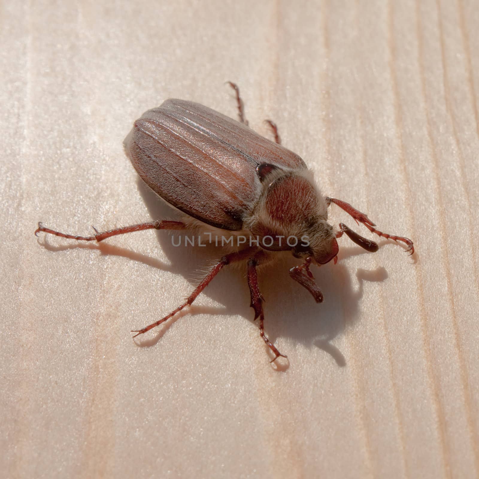 Cockchafer on the Wood by sergeyoch