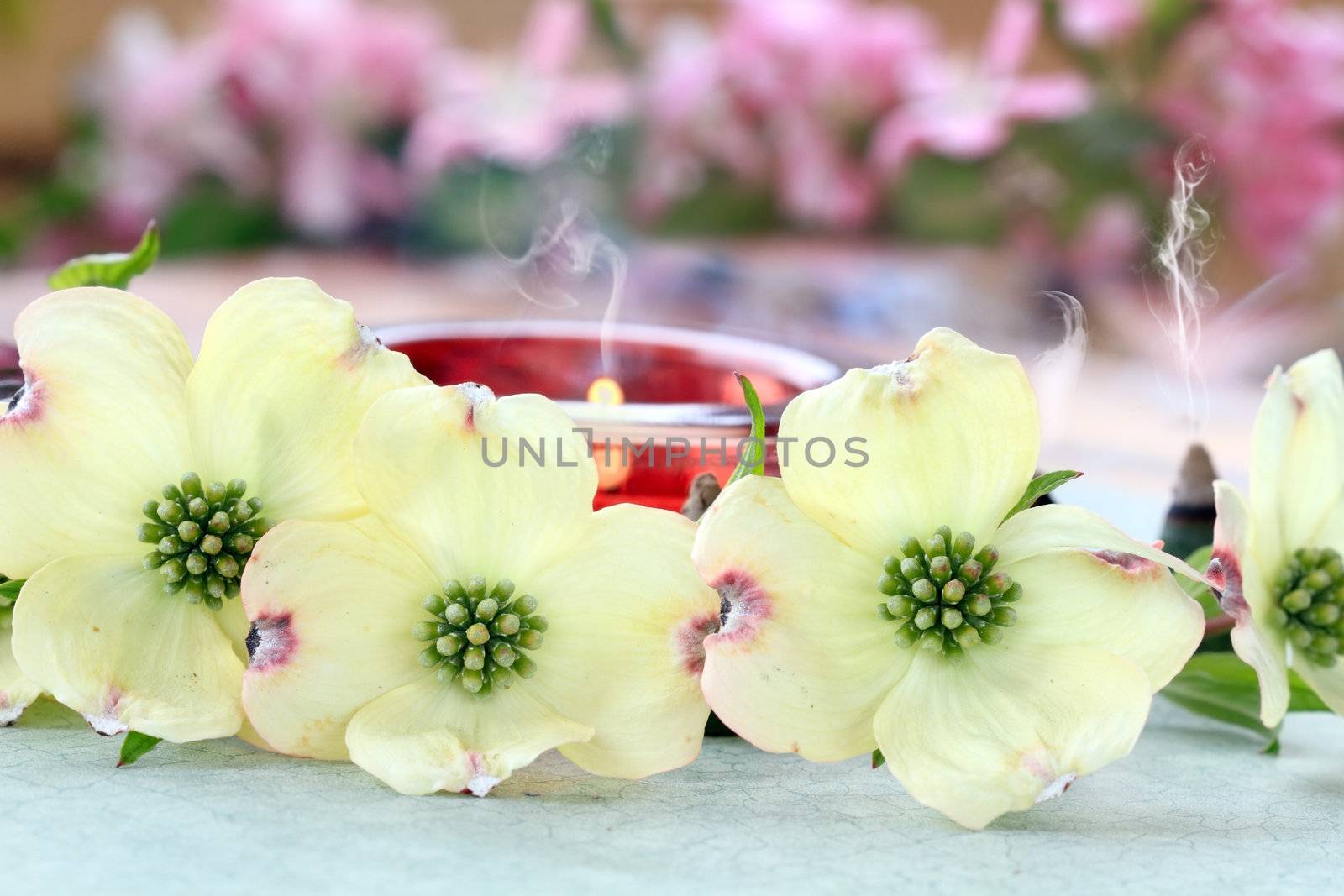 Relaxing candles and incense cones burn behind a role of dogwood blossoms.