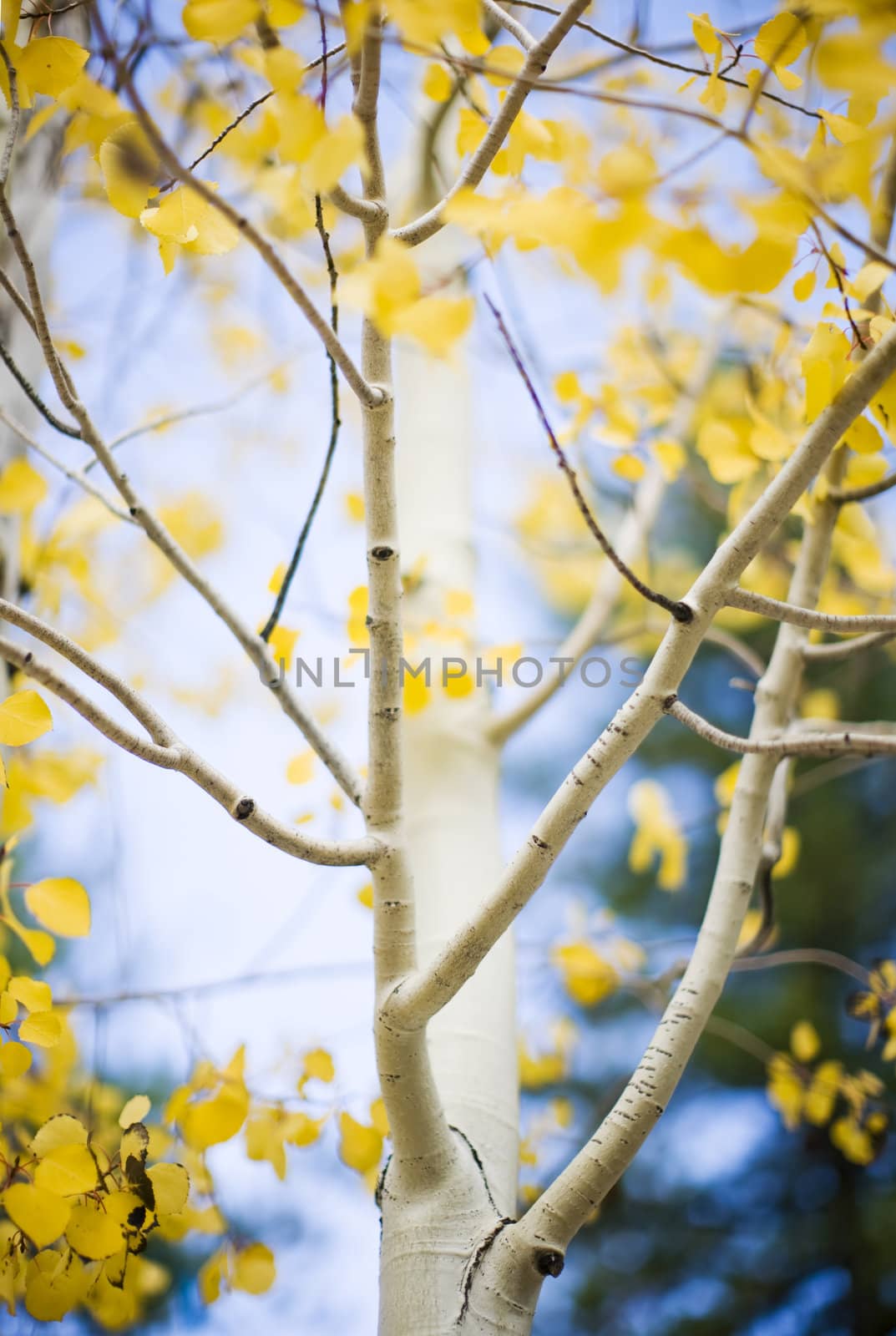 close-up view of yellow leaves changing on an aspen in the fall with a blue sky in the background