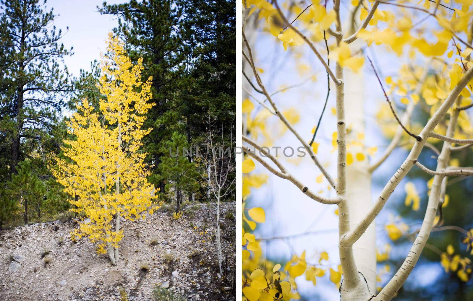 two images of aspen trees and leaves in the forest during fall outside in the sunshine with close-up of the leaves and a single tree outside