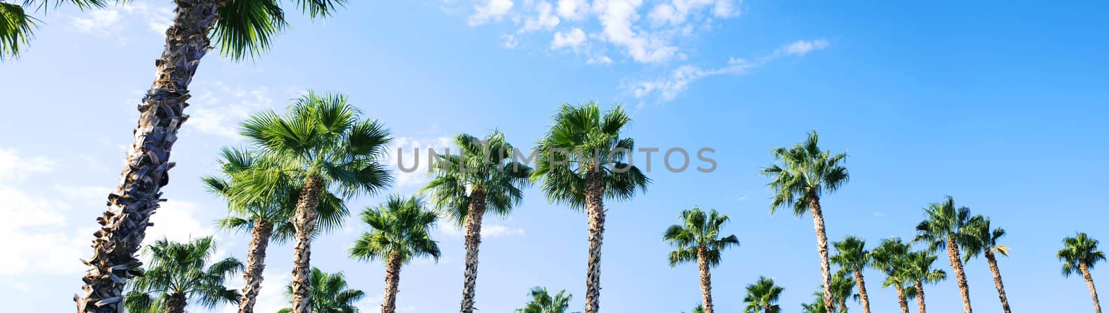 a panoramic view of many palm trees against a blue sky in the outdoors in nature 