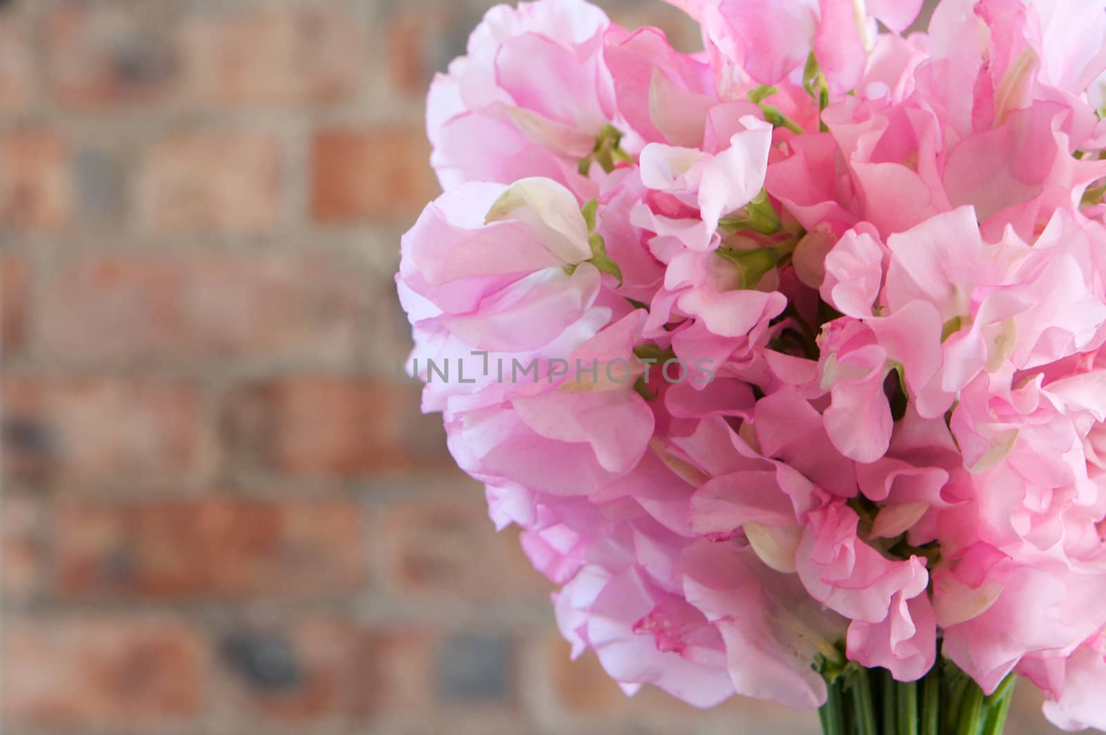 A colorful pink bridal bouquet of flowers by Deimages