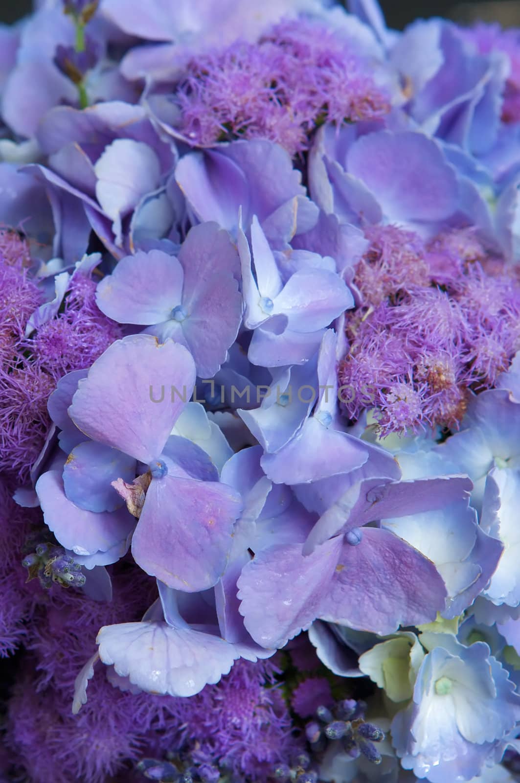 A colorful purple bridal bouquet of flowers by Deimages