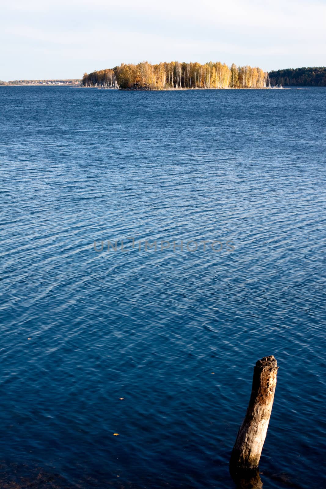 lake with yellow trees, blue sky and lifeless branch in water  
