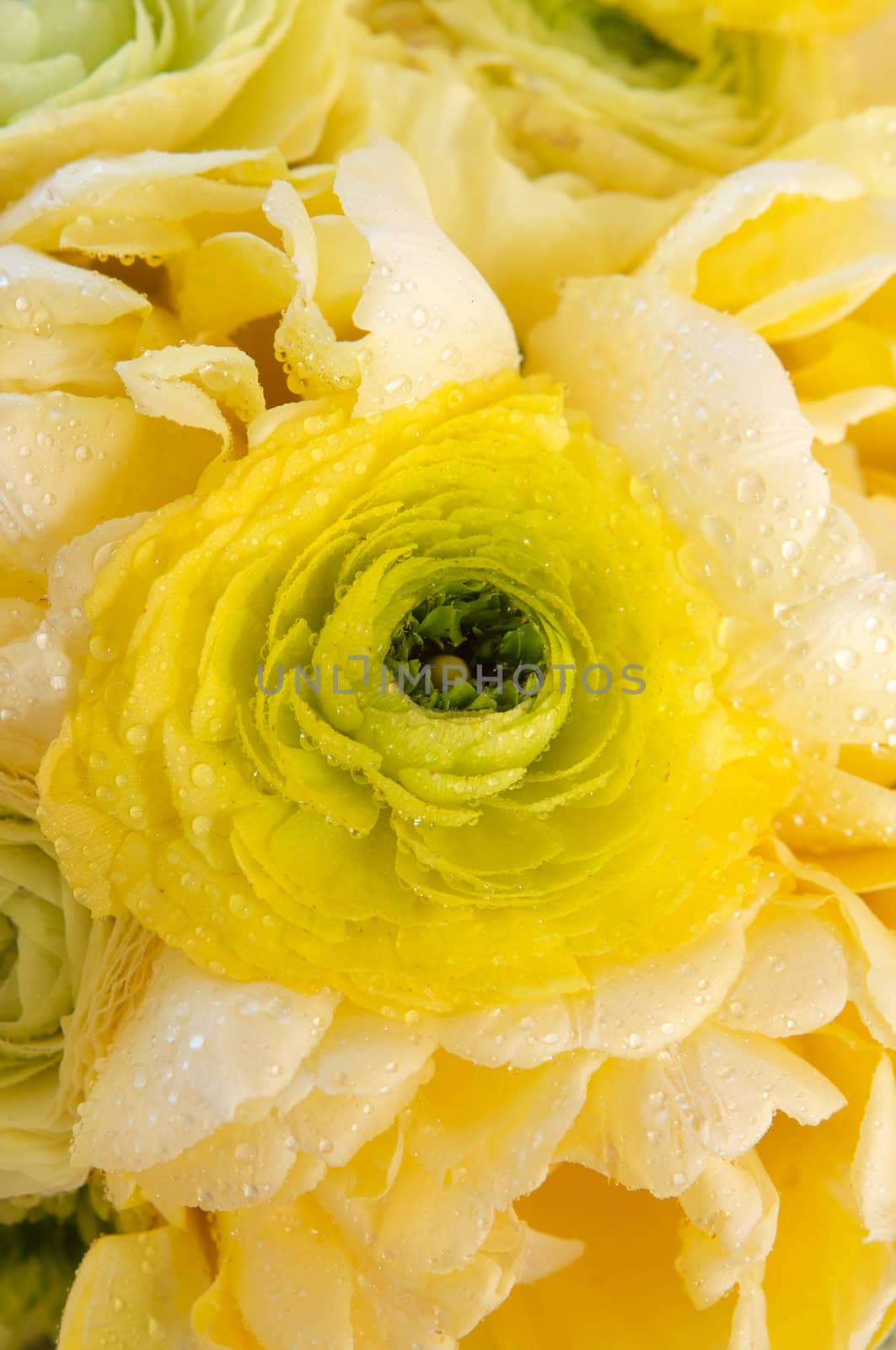 A colorful yellow bridal bouquet of flowers close up