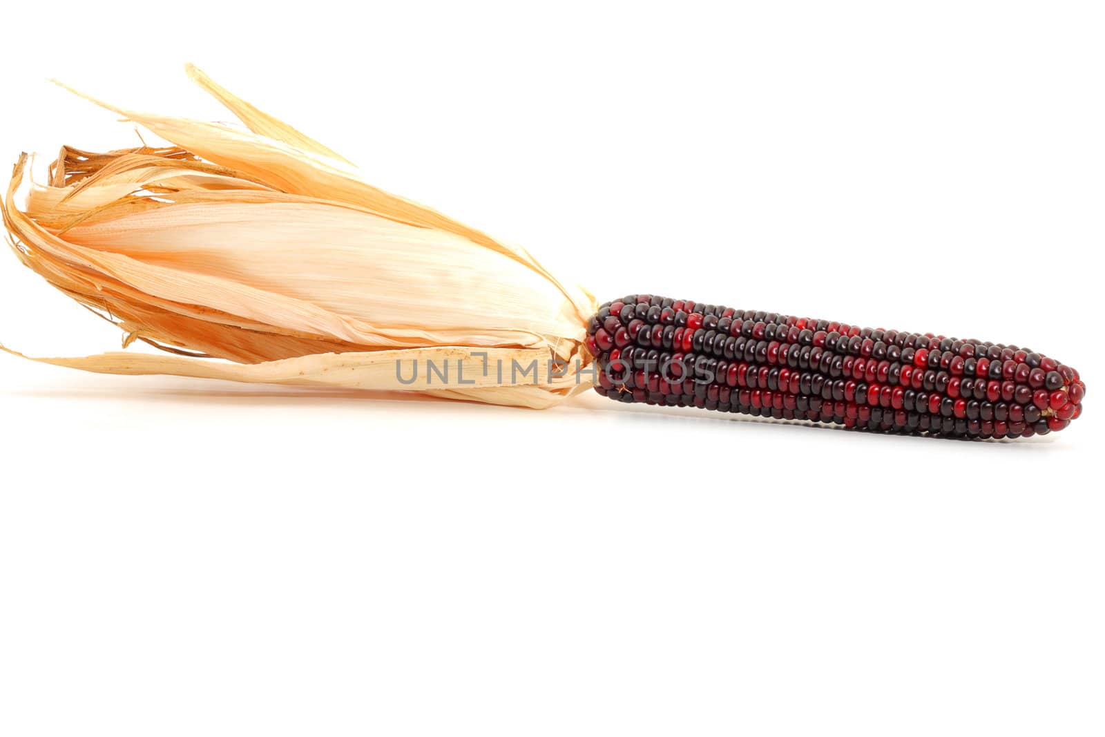 Colorful traditional Thanksgiving corn, isolated on white