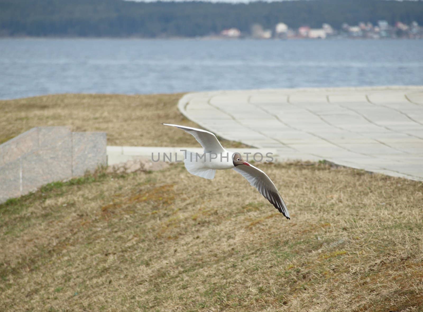 The seagull in flight on quay. Russia
