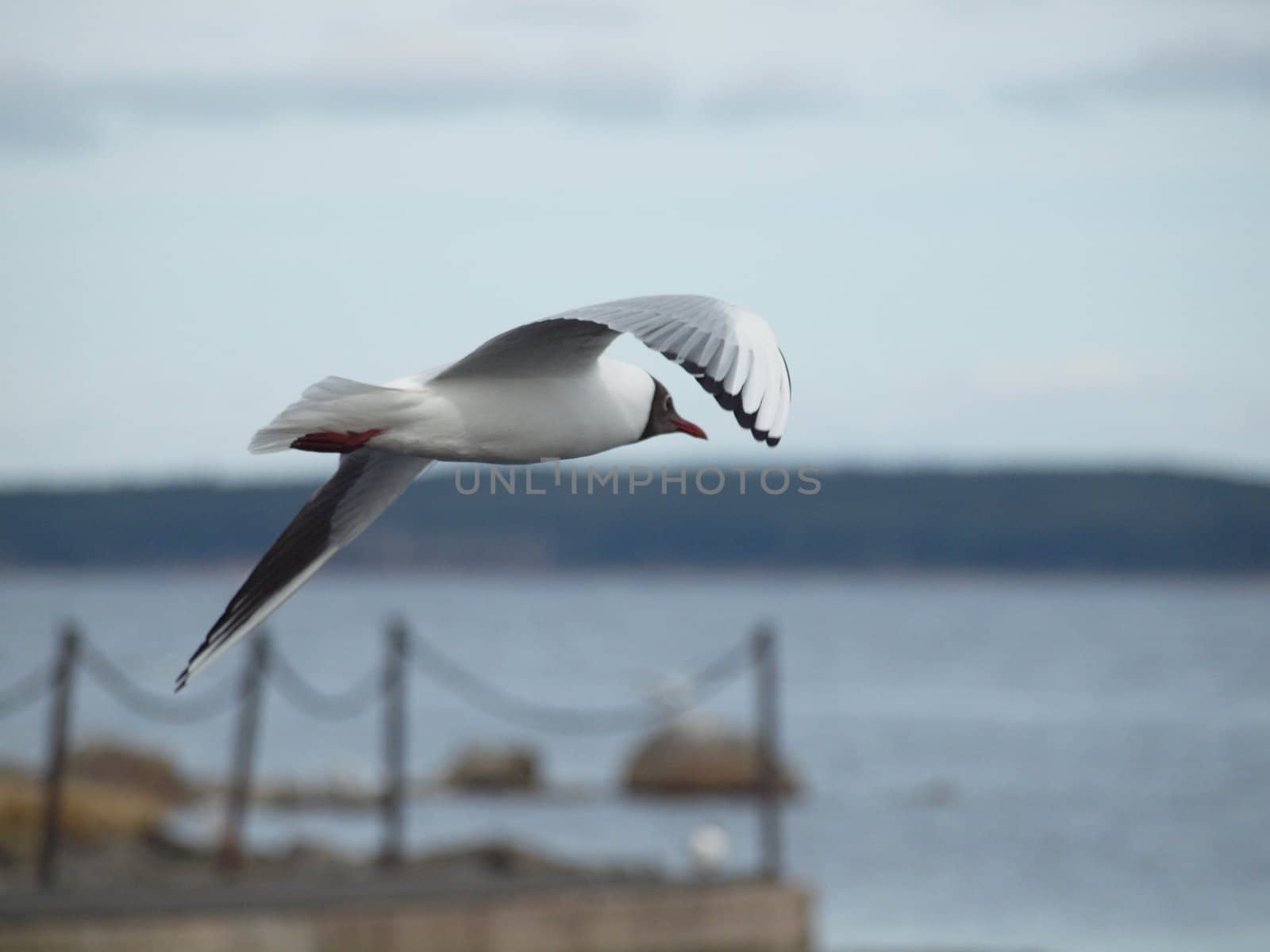 The seagull flies above the Onega lake. Petrozavodsk, Karelia, Russia.