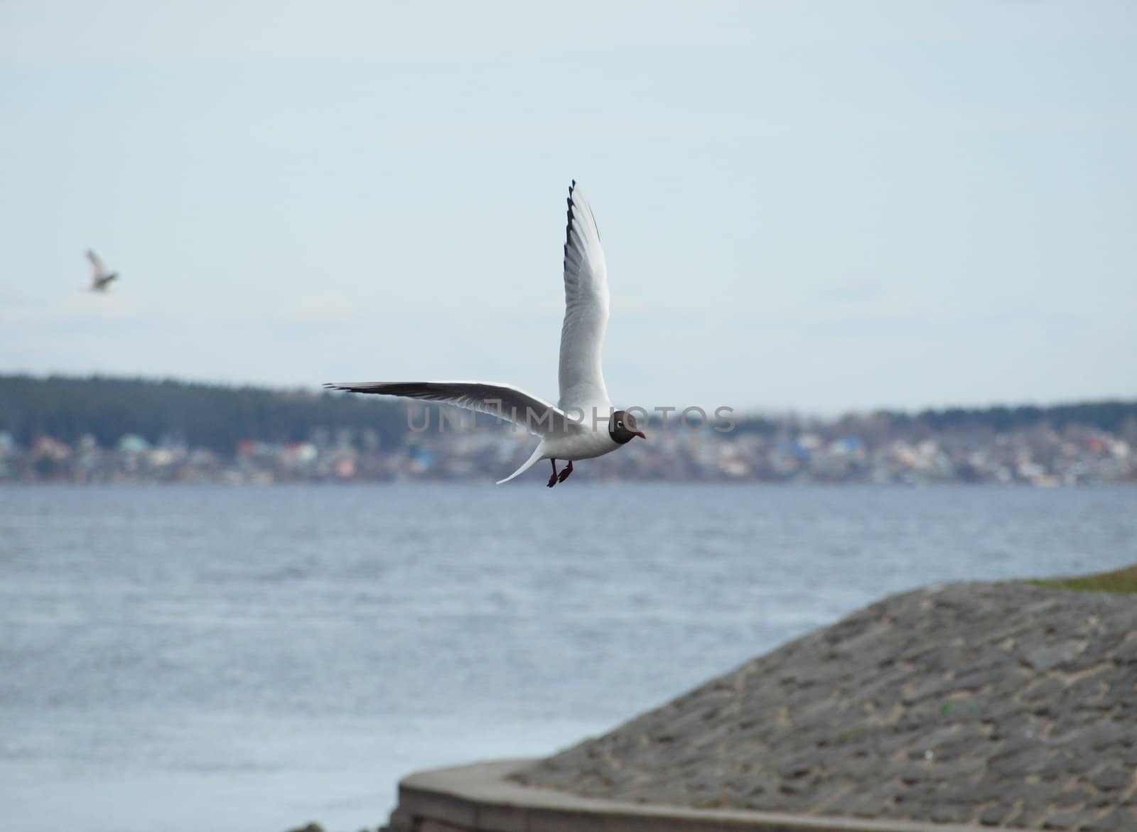 The seagull in flight above water in the spring   
