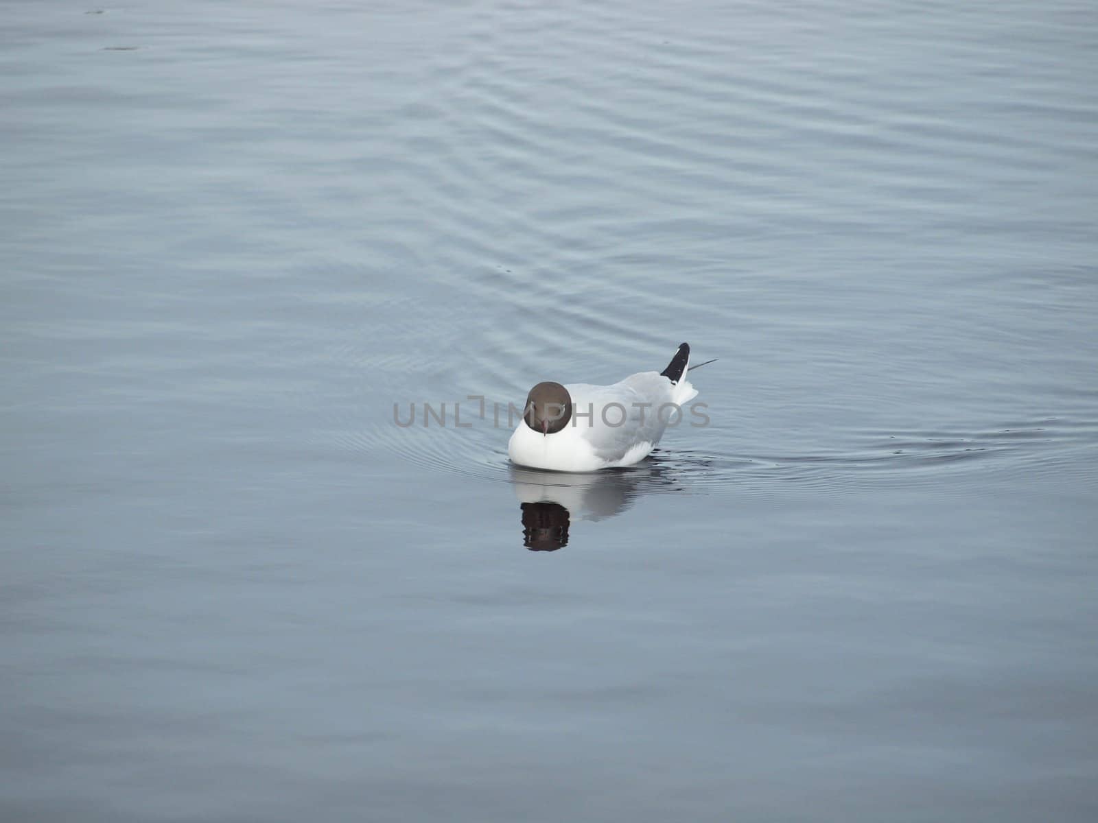The seagull floats on lake. Russia      