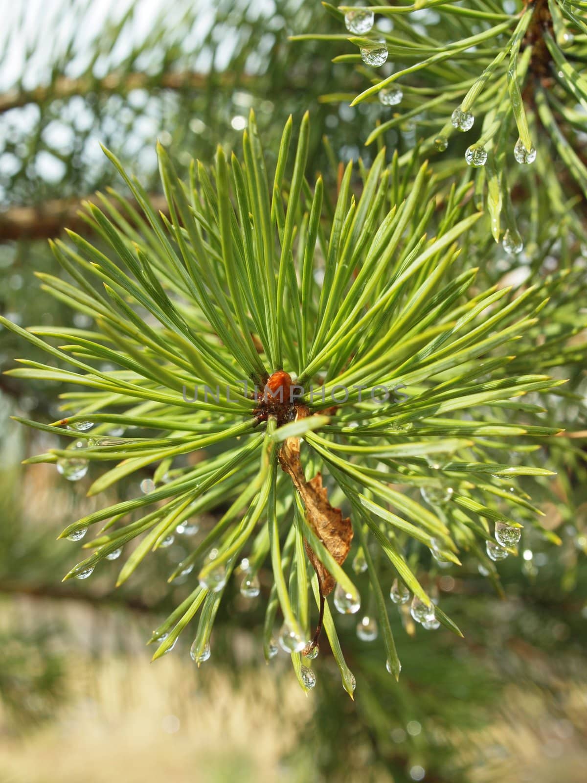 Branch of a pine after a rain    