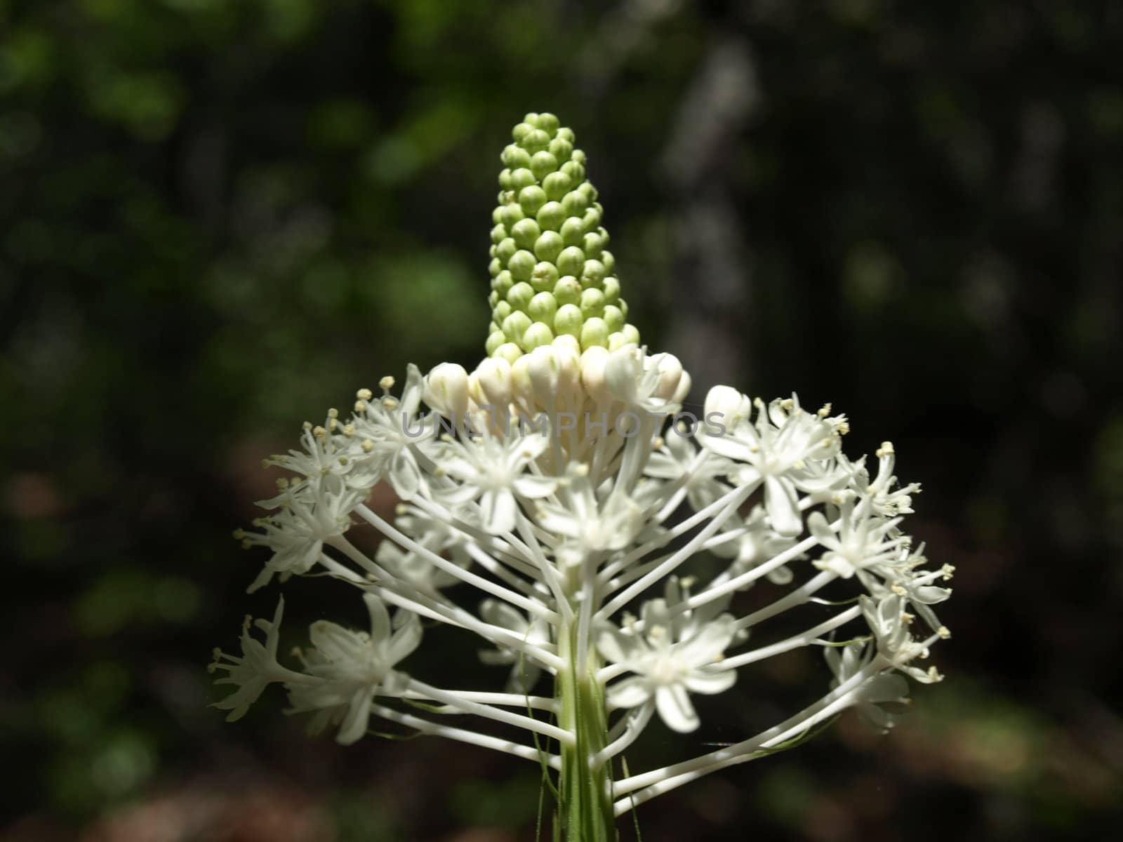 Mountain flower in bloom in North Carolina