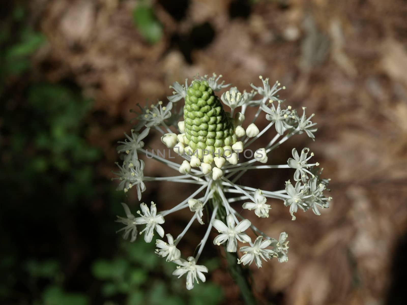 Mountain flower in bloom in North Carolina