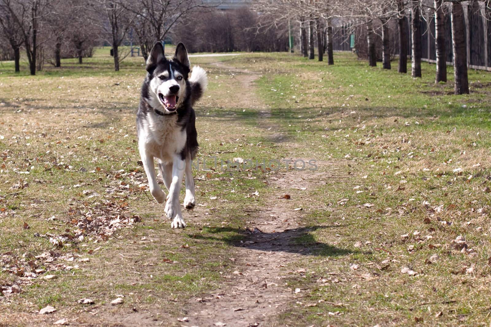 running black and white husky in the park
