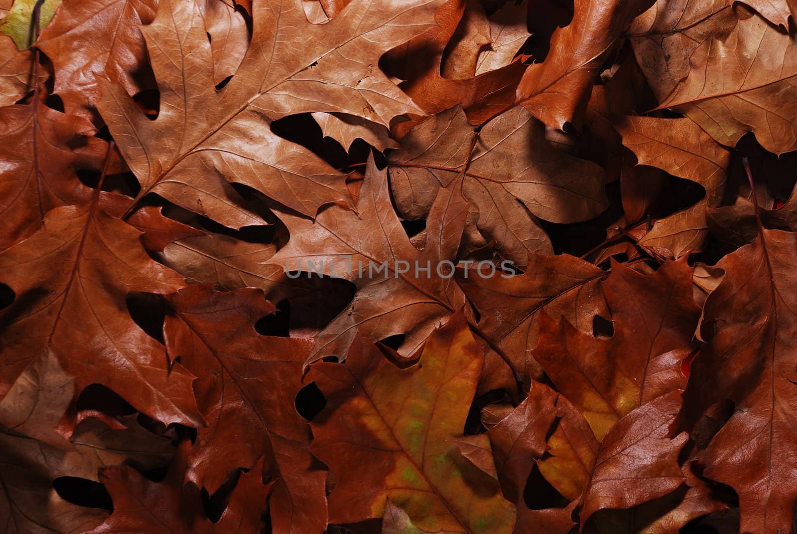 beauty of leaves during the fall