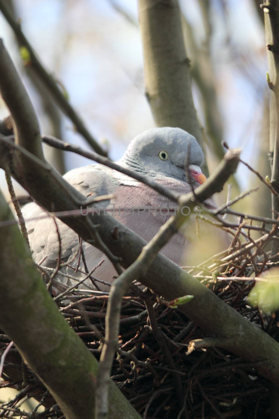 dove breeding on her nest