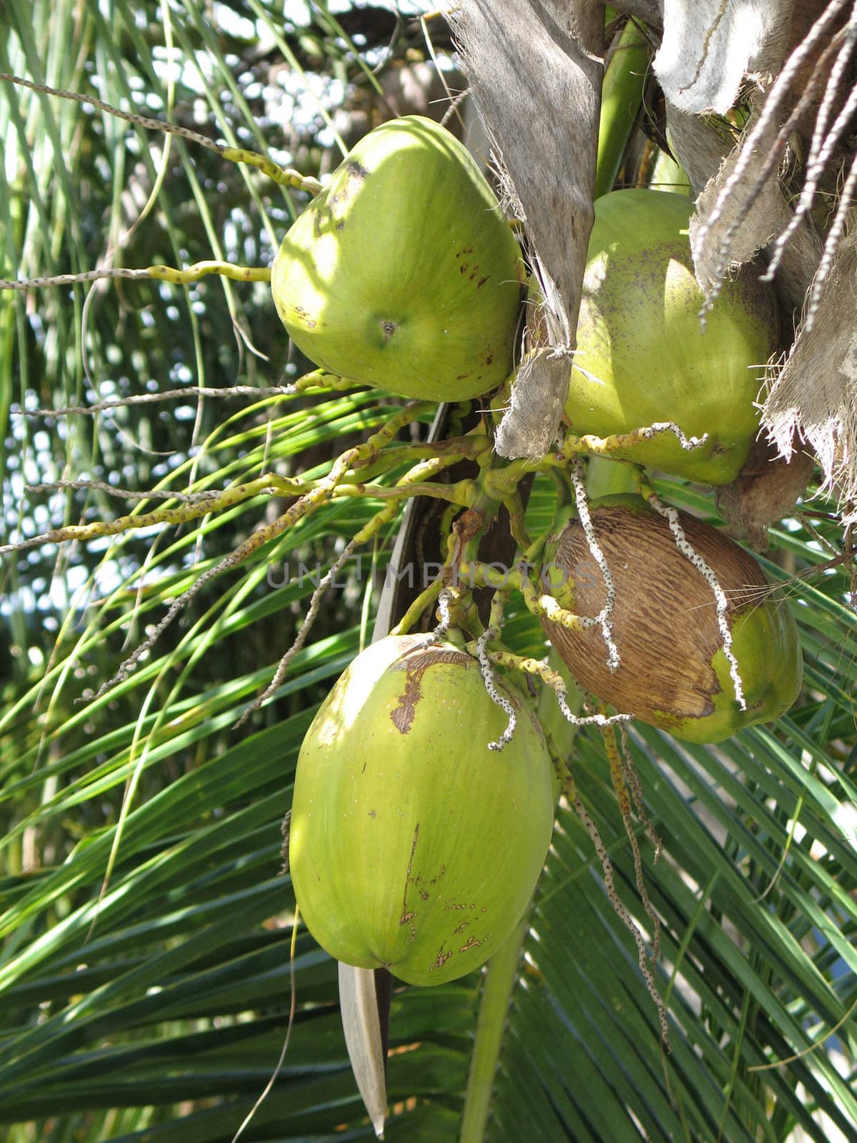 green coconut in a tree by mmm