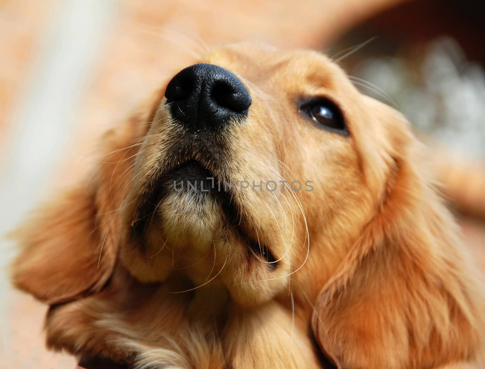 golden retriever young dog portrait nose closeup