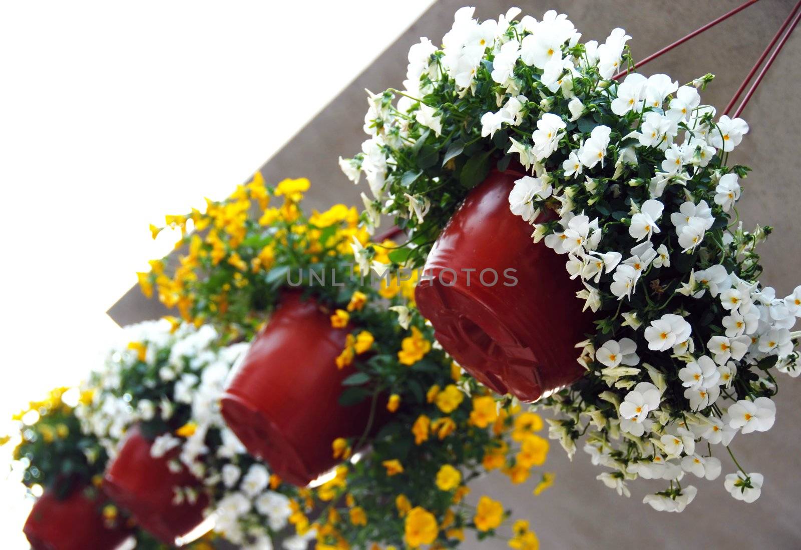 hanging flowerpots with blooming various viola flowers