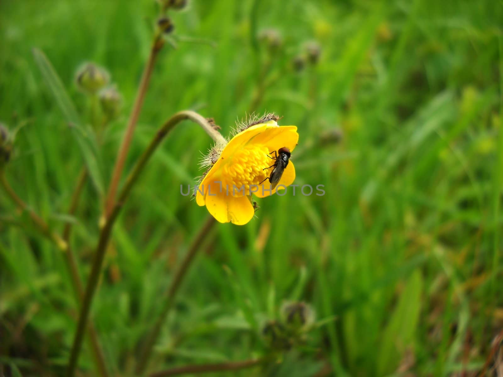 fly on yellow flower over green natural floral background