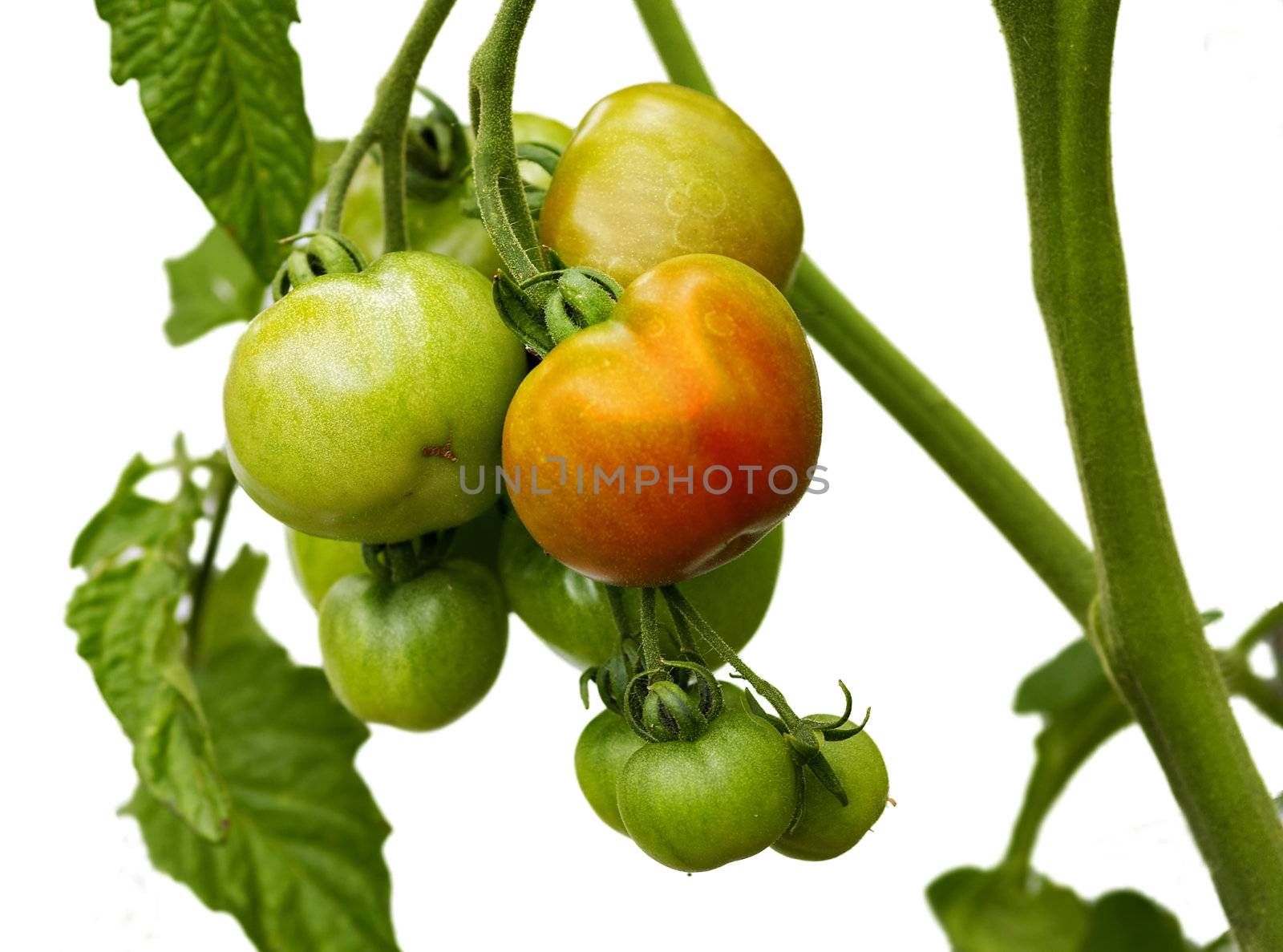 Detail of the bunch of tomatoes