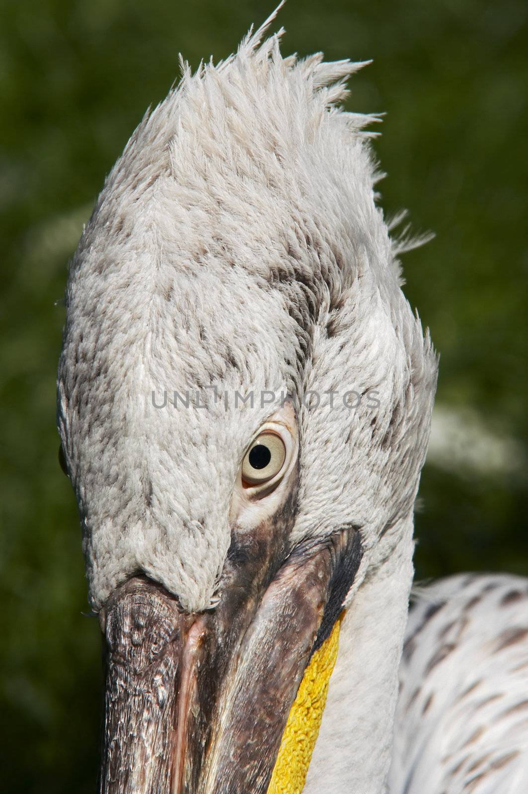 Dalmatian pelican - detail of the head and eye