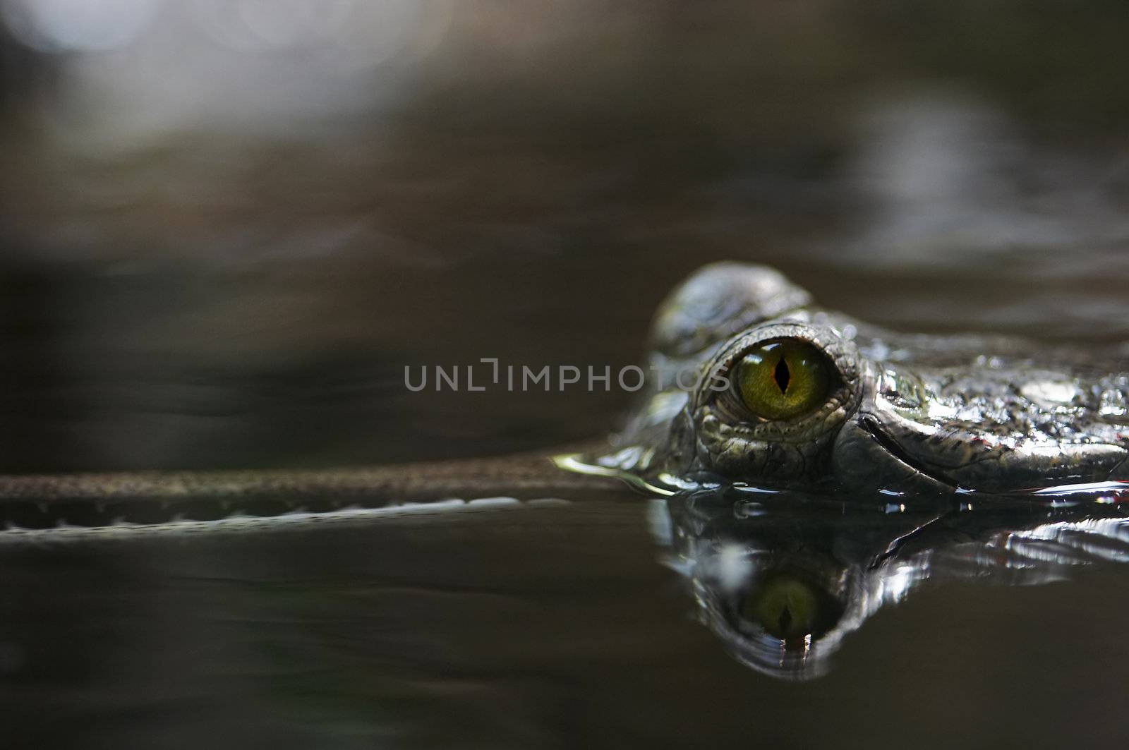 Detail of the head of Indial gavial - endangered species